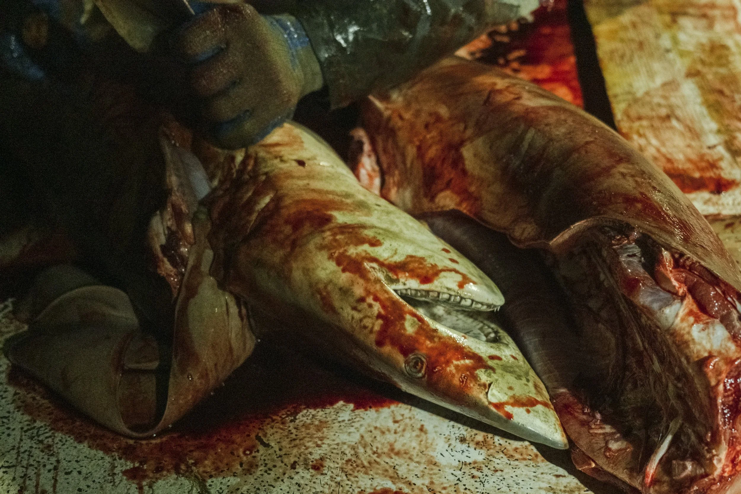 Close-up of a large fish being cleaned with blood and guts visible, surrounded by bloodstains.