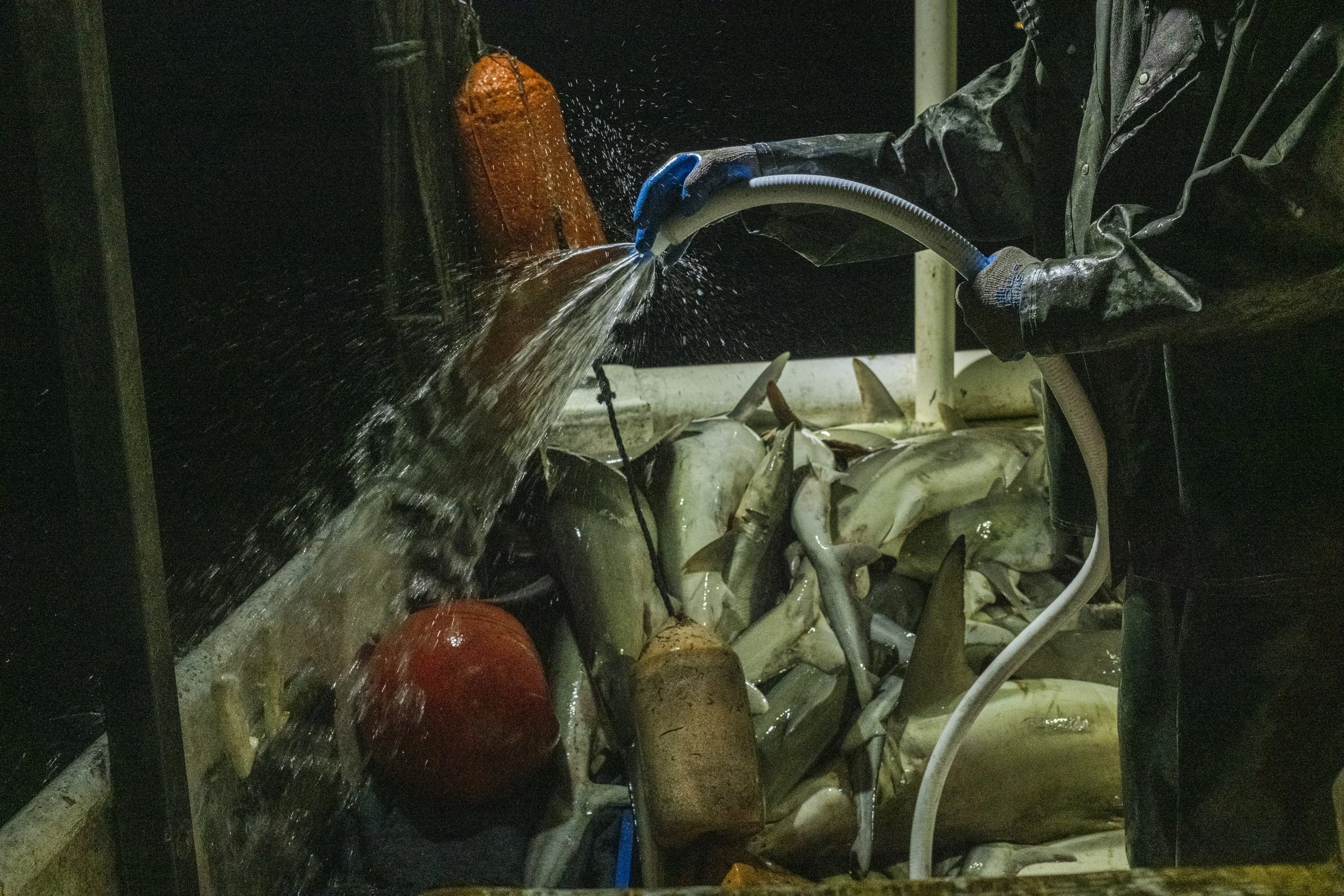 A person wearing a raincoat and gloves washing fish with a hose in a dark setting.