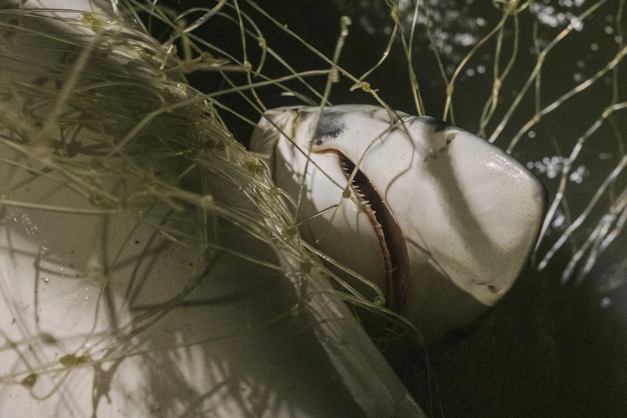 Close-up of a shark with its mouth open, caught in a net.