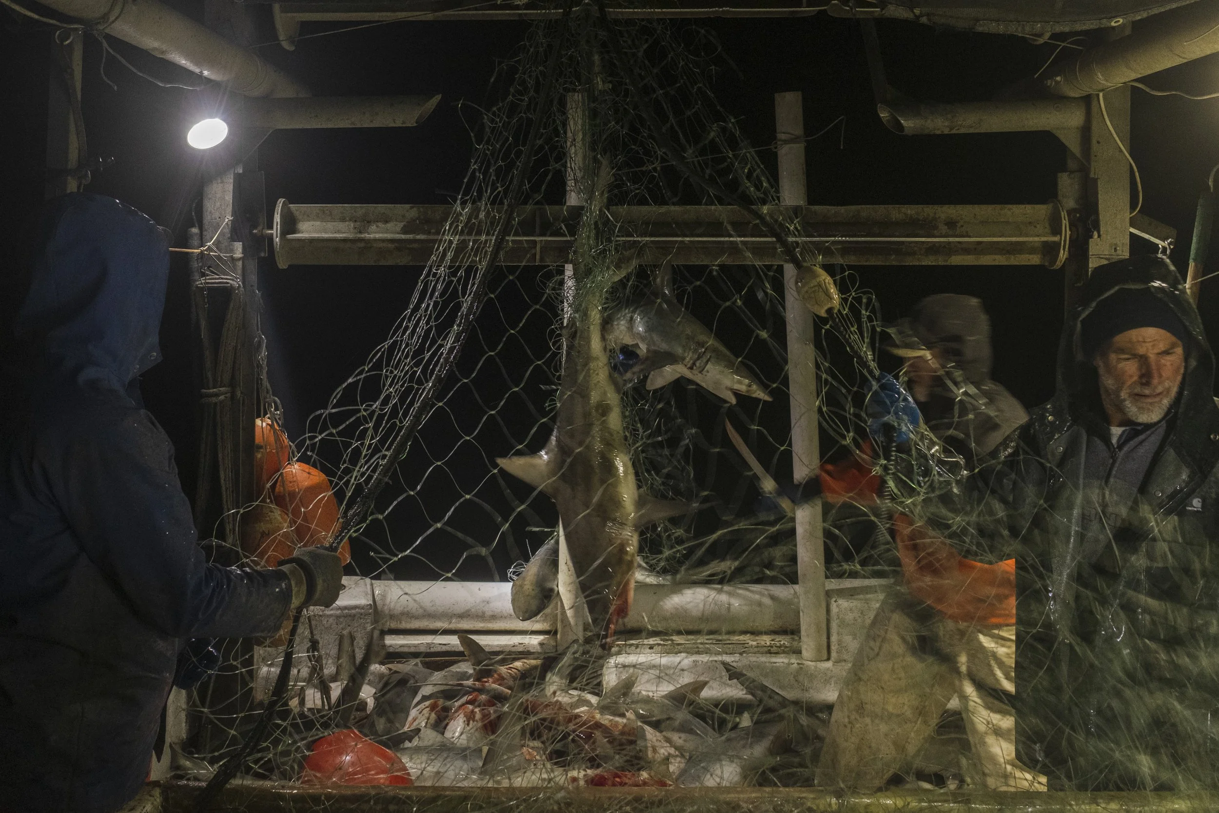 Nighttime scene of fishermen on a boat releasing a large fish caught in a net.