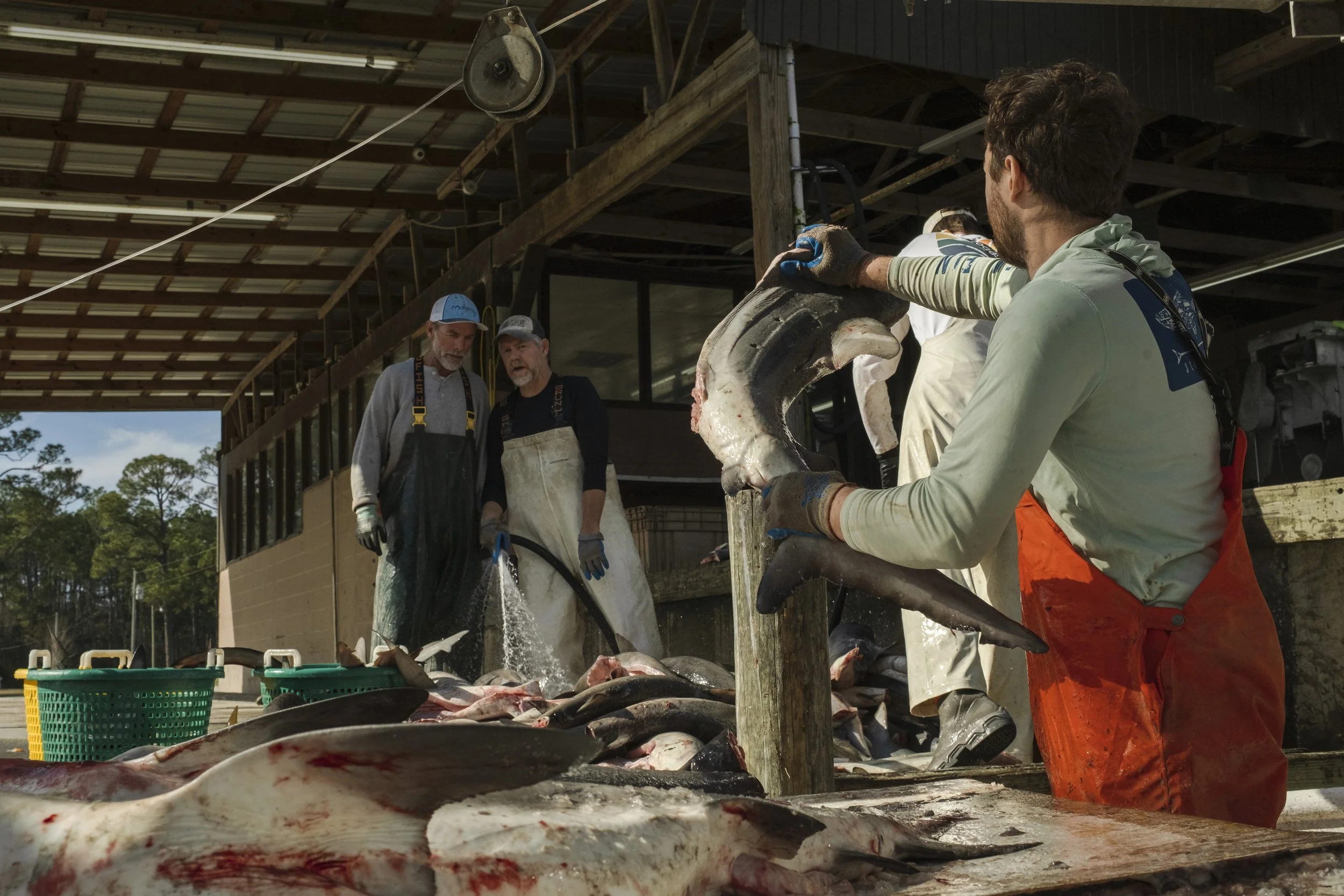 Four men working at a fish processing station outdoors, handling large fish and shark bodies on a table, with a wooden shed overhead and trees in the background.