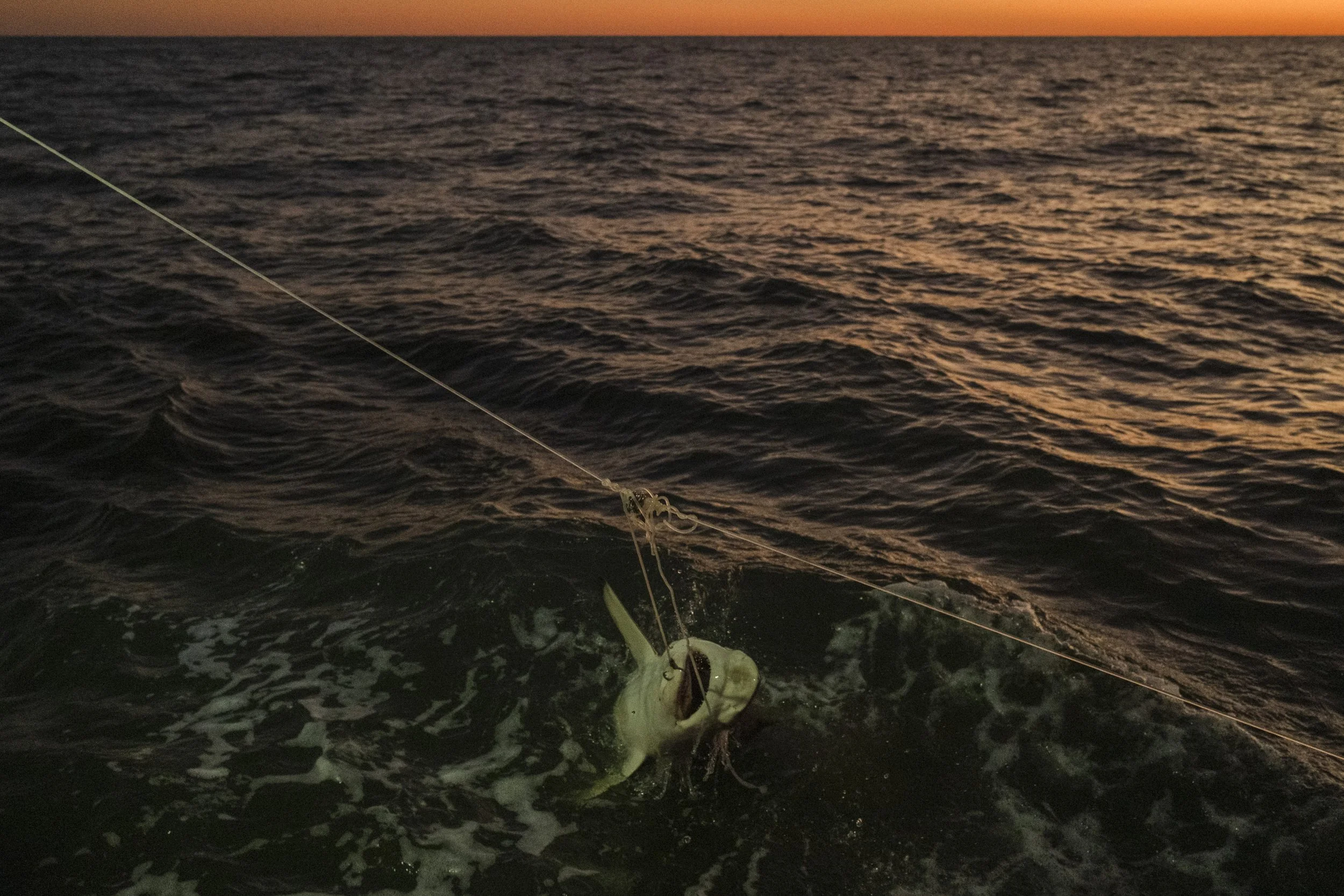 A fish caught on a fishing line in the ocean during sunset.