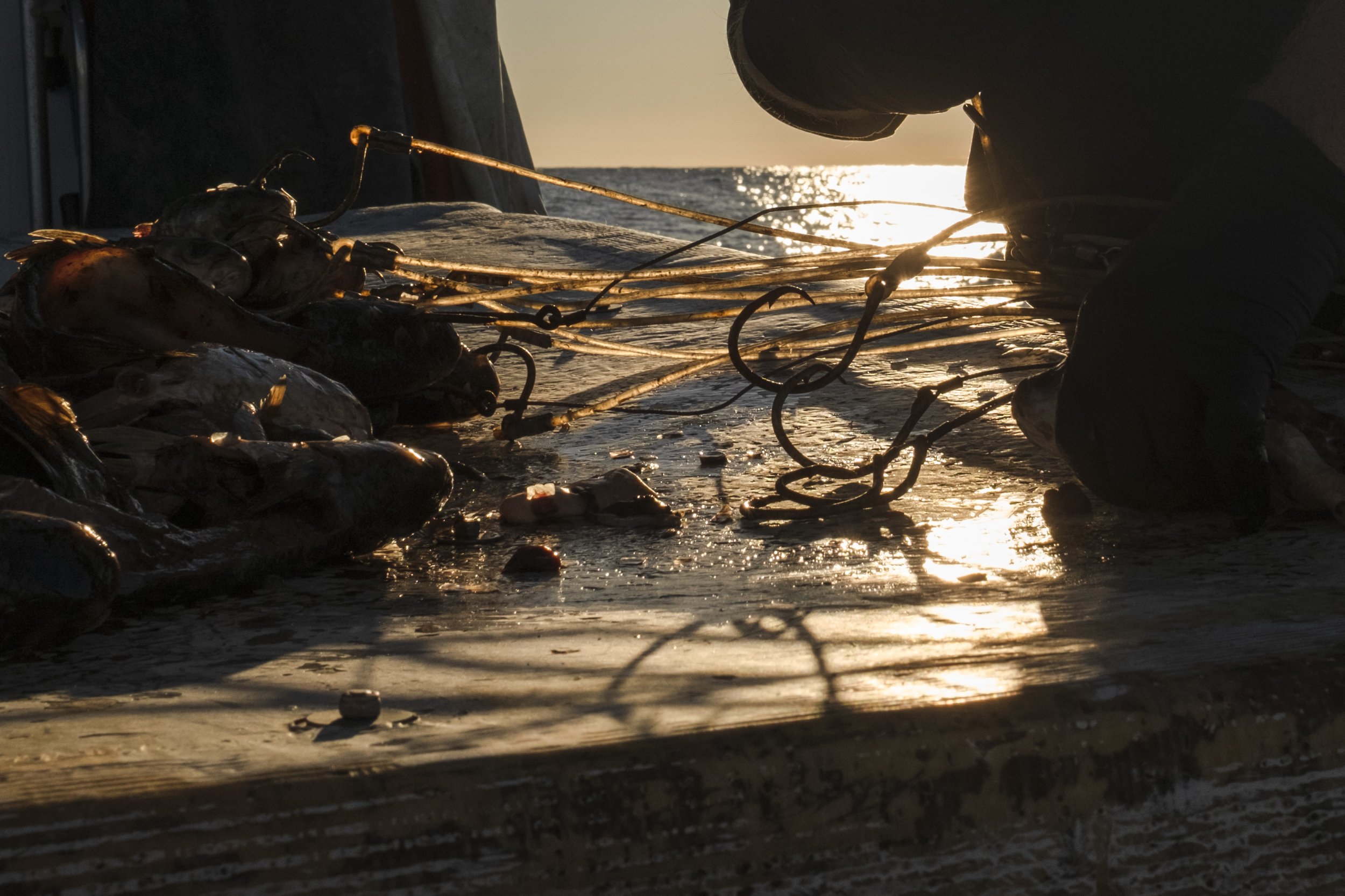 Fisherman hooking fish on a boat during sunset or sunrise with the ocean in the background.