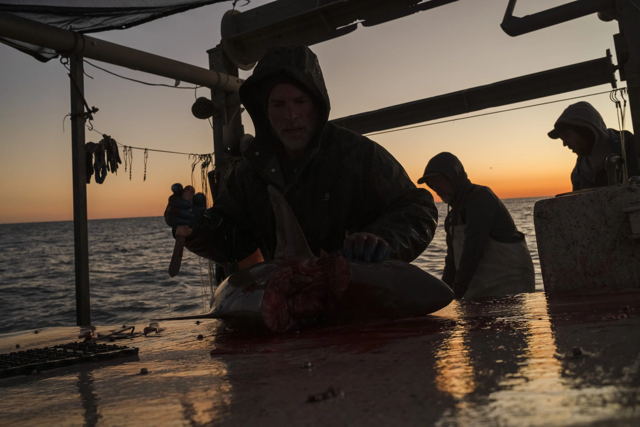 Silhouetted fishermen on a boat at sunset, handling a large fish, with the ocean and sunset in the background.