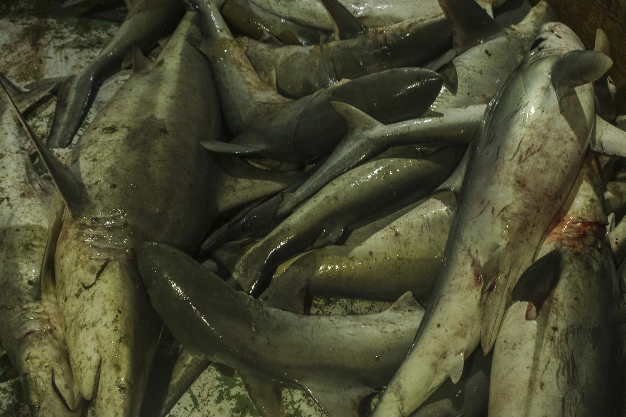 A pile of dead sharks lying on top of each other with some blood visible.