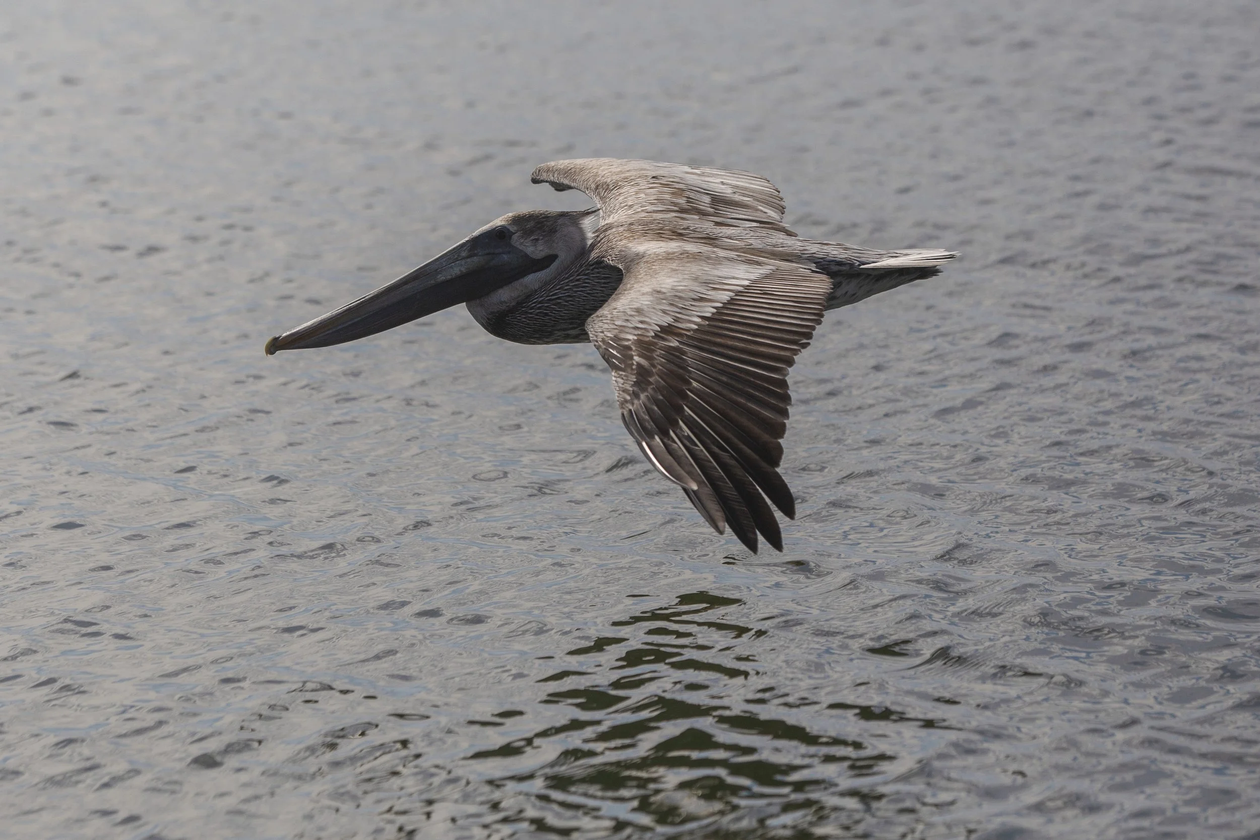 A brown and gray pelican flying low over the water.