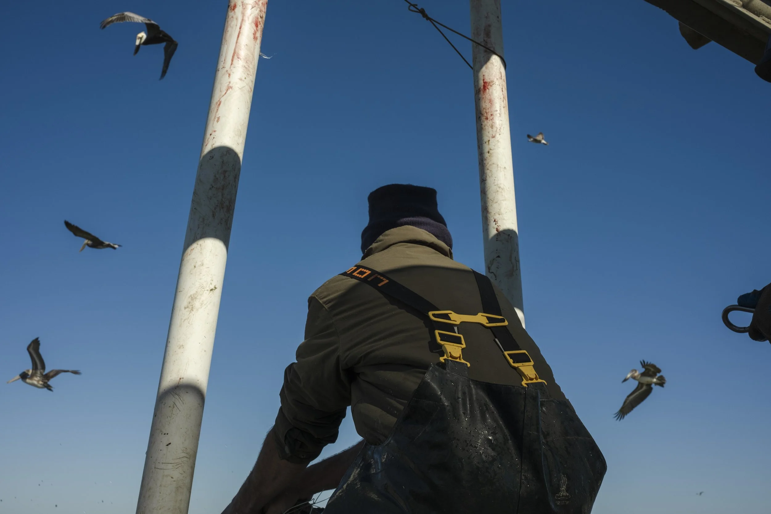 A person wearing a dark jacket, beanie, and a harness, facing away, on a boat with two white poles and seagulls flying in the blue sky.