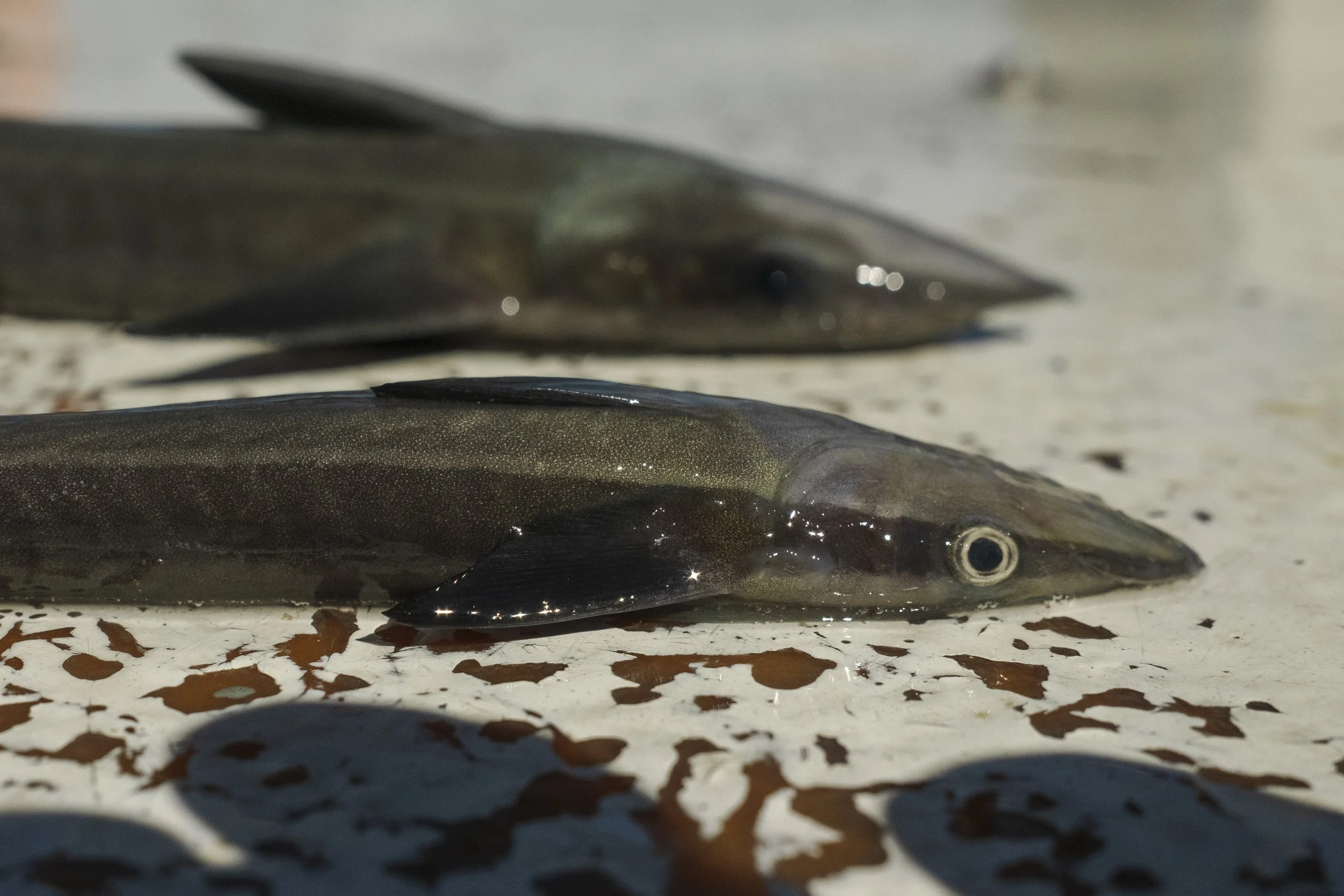 Two freshly caught fish lying on a surface, with one fish in the foreground and one in the background, both appearing to be a type of eel or similar elongated fish.