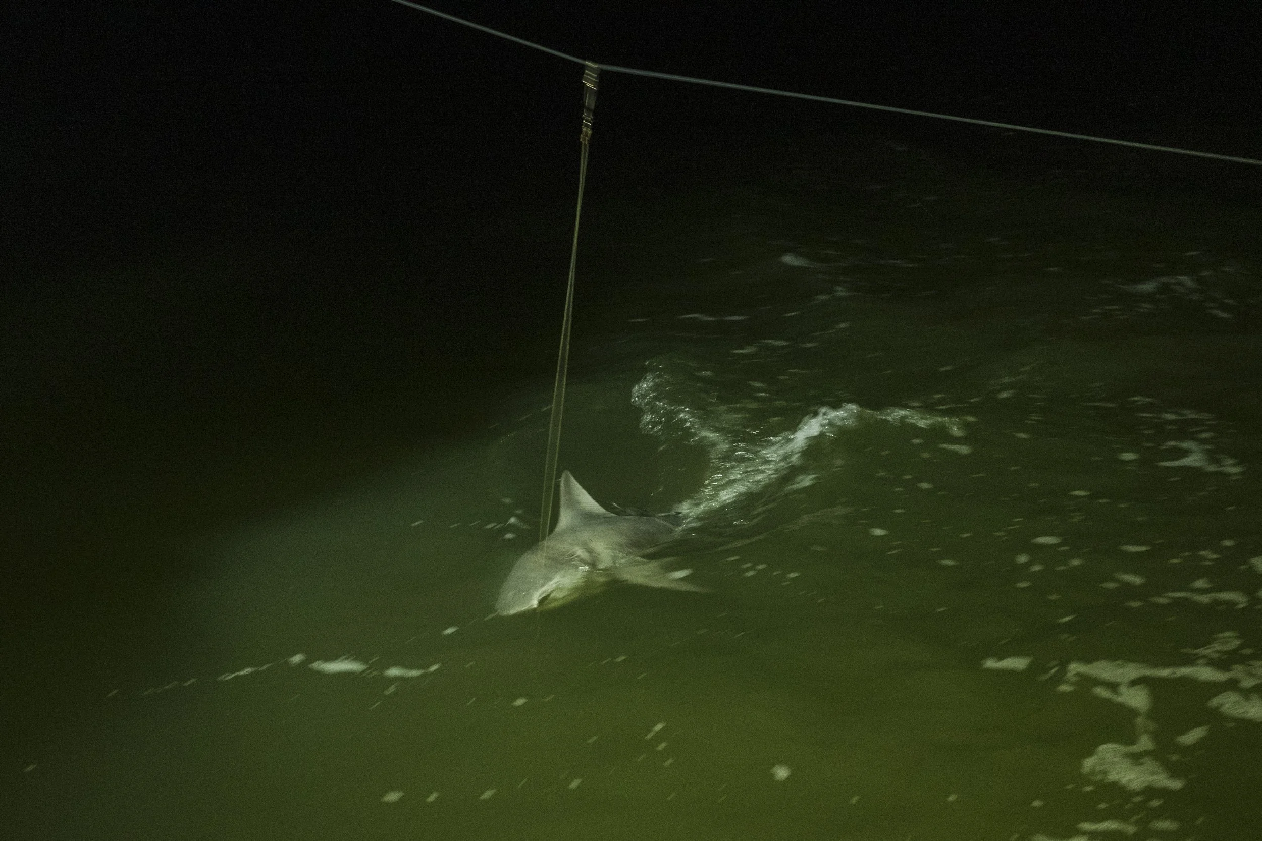 A shark hooked with a fishing line in dark water at night.