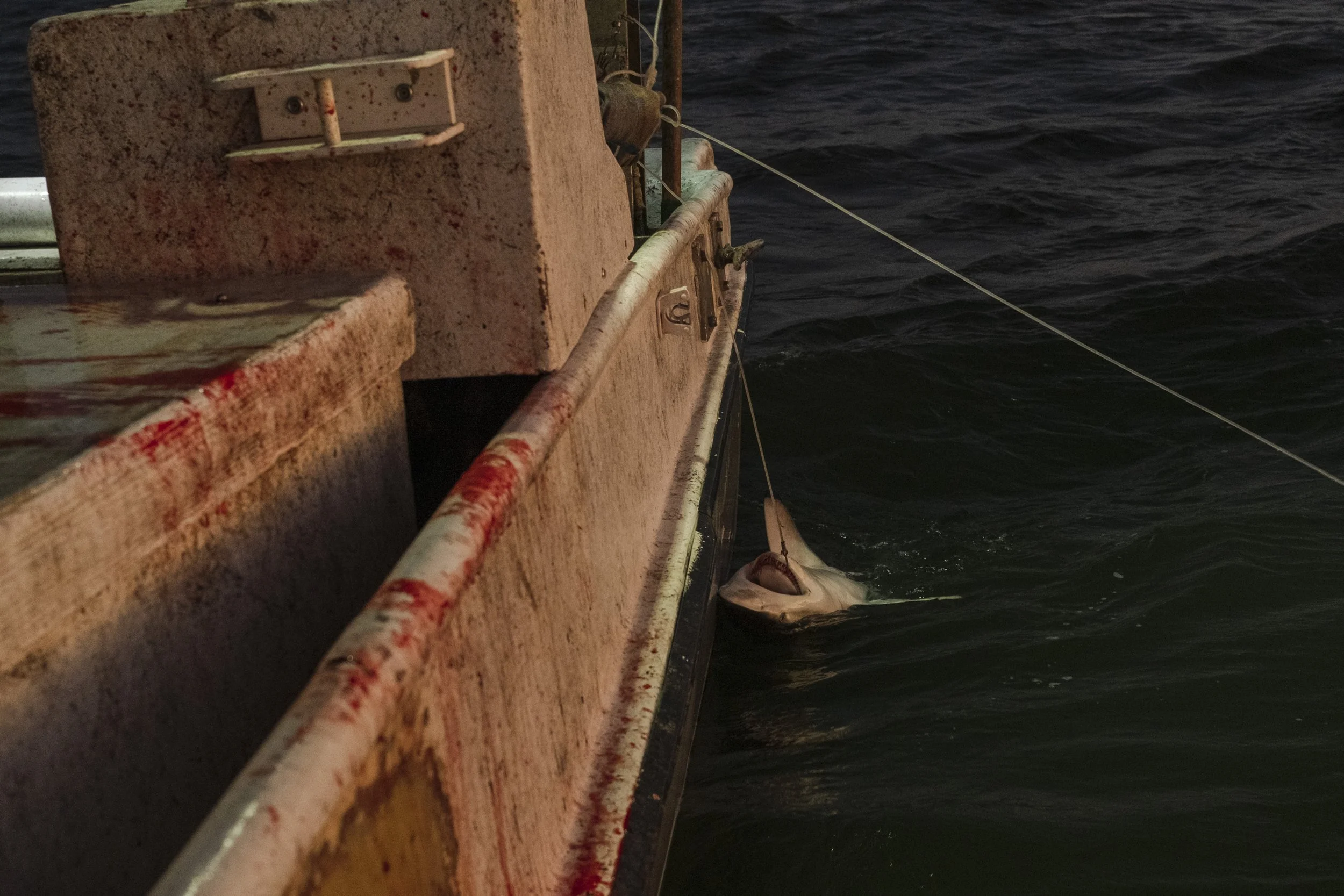 A fish caught on a fishing line hanging from the side of a boat, which is rusty and appears to be on the water at dusk or dawn.