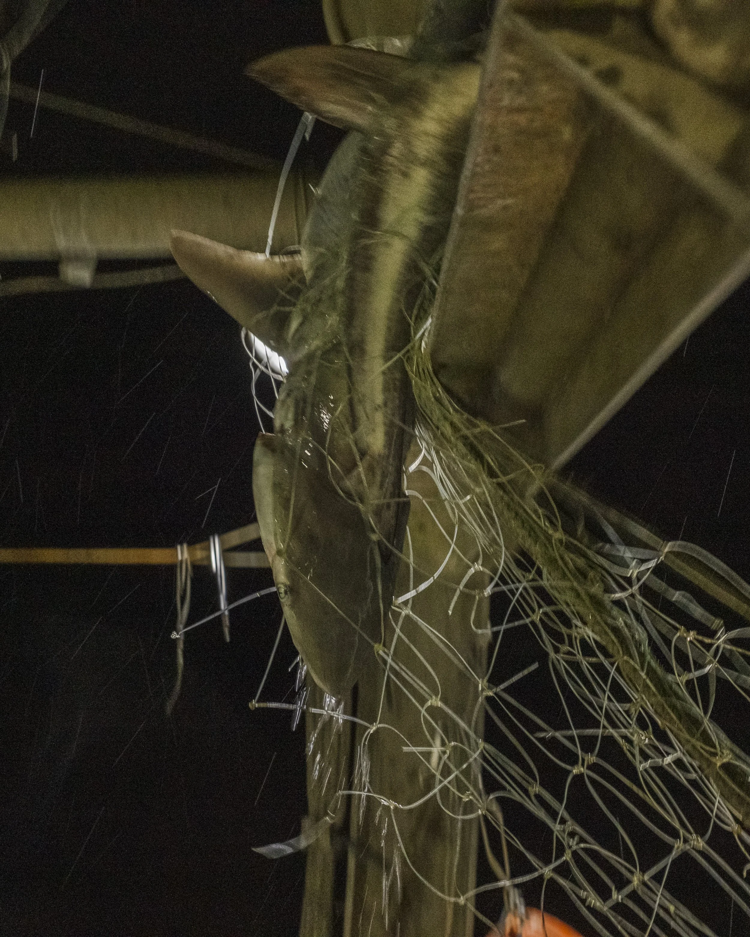 Close-up of a wooden utility pole at night, wrapped in a tangled metal wire with barbed wire, with tree branches and leaves nearby, and rain visible in the dark background.