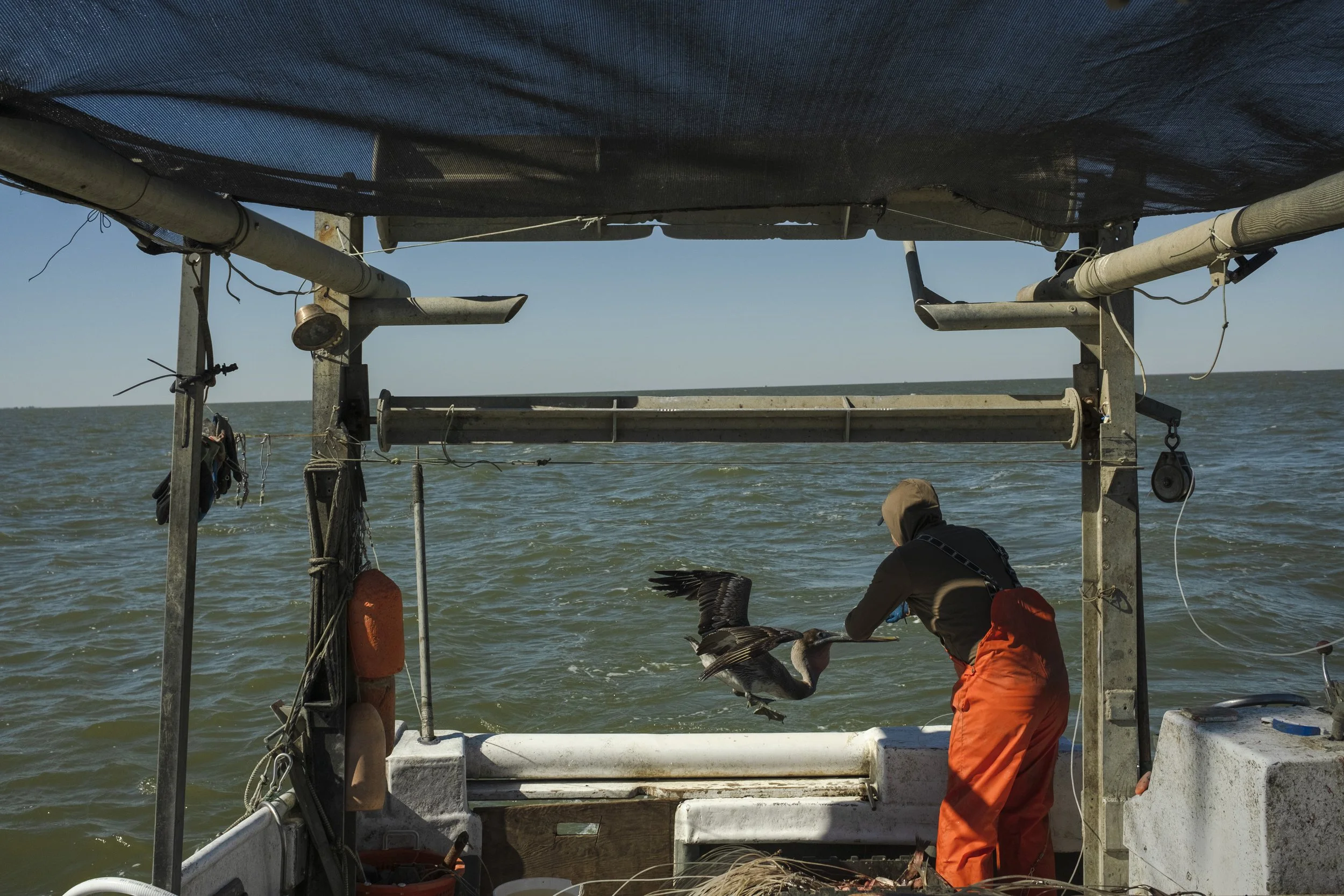 A person in orange pants and a brown hoodie on a boat releasing a pelican into the water, with the ocean and clear sky in the background.