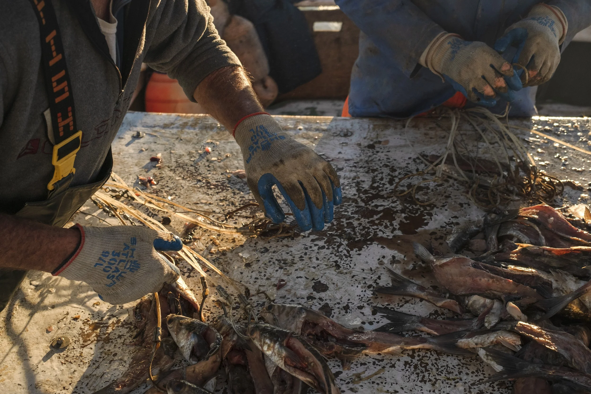 Two people wearing gloves and casual clothing are working with fish on a weathered outdoor table. The table is covered with fish, fishing gear, and debris, and the scene appears to be outdoors, possibly during sunset.