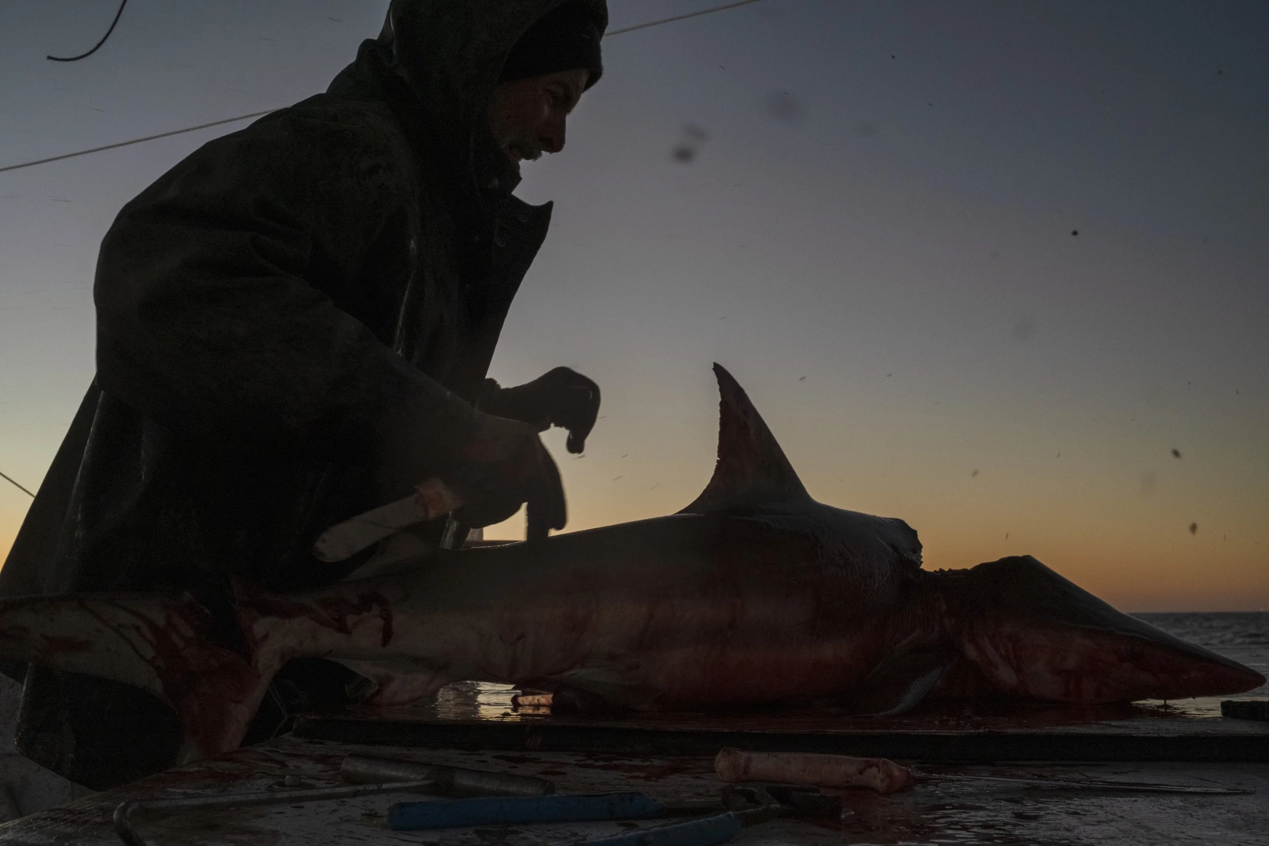 A person in silhouette on a boat at sunset, preparing a large shark on a table with fishing tools nearby.