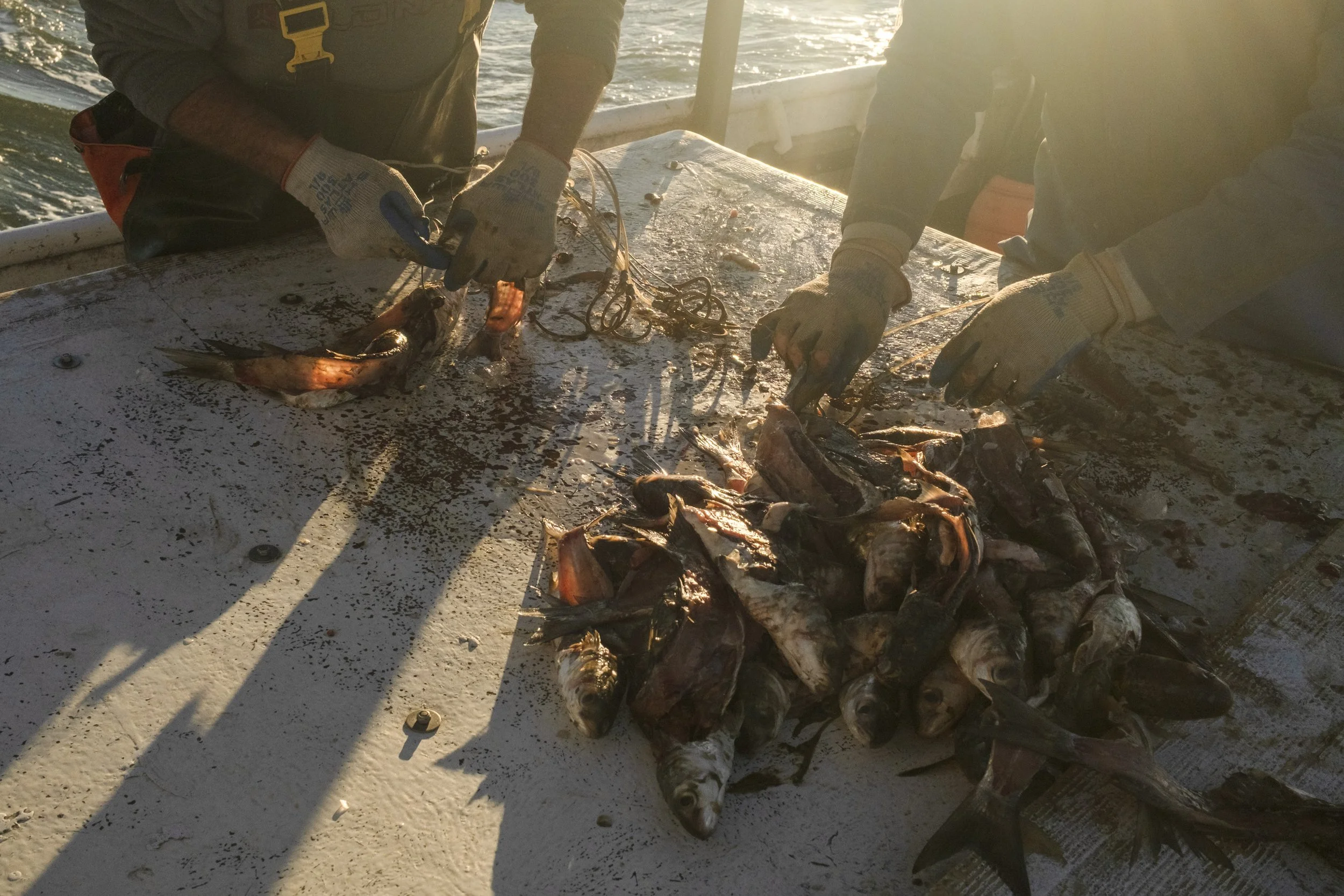 Two fishermen cleaning caught fish on a boat during sunset.