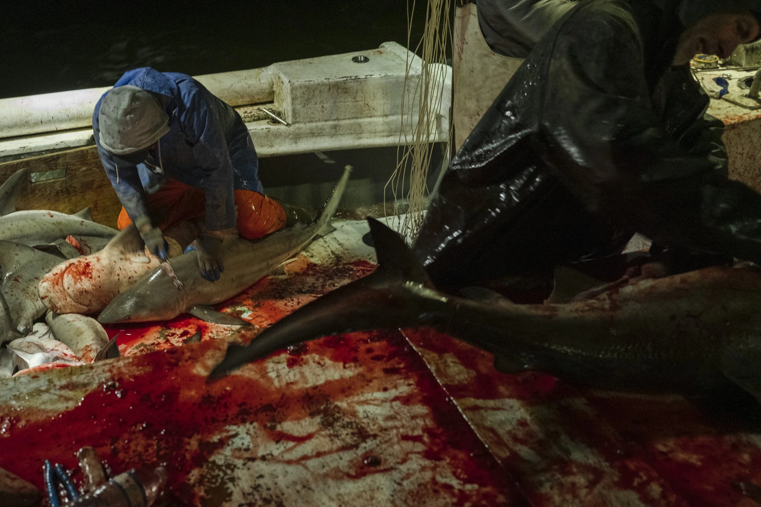 Two men aboard a fishing boat processing a large shark, with blood on the table and sharks in the background.