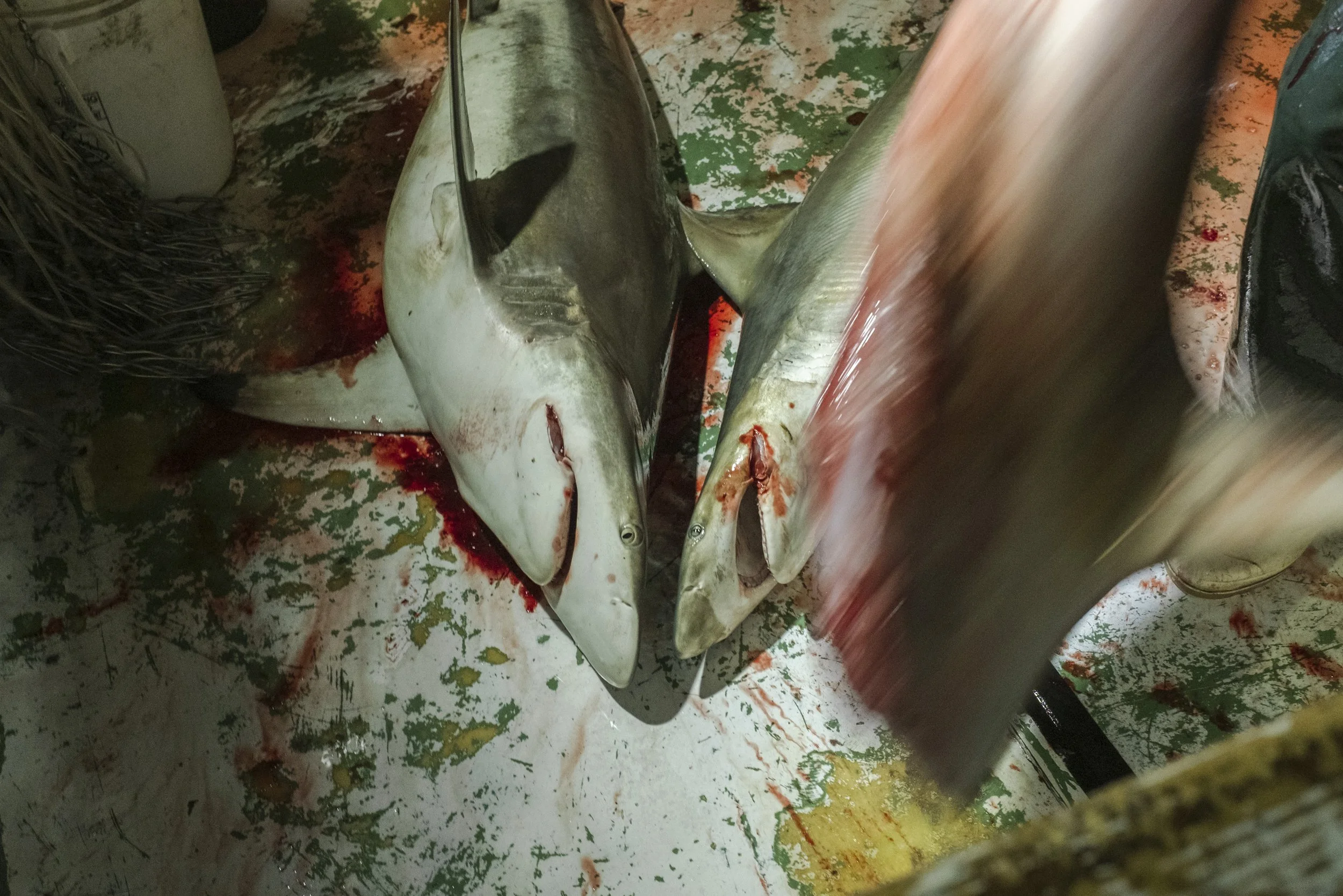 Three sharks laid on the deck with visible blood around them, and a blurred knife is shown in motion, indicating they are being butchered.