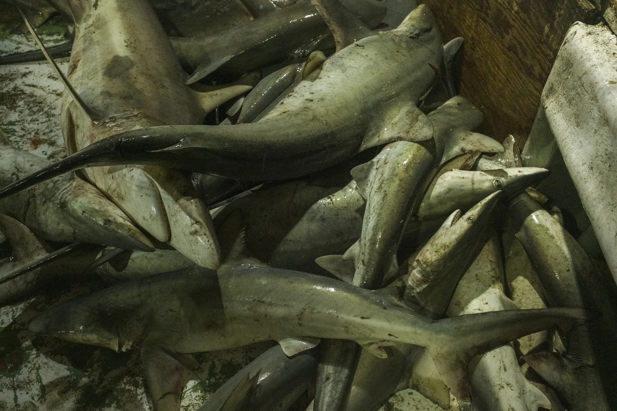 A pile of various dead sharks and fish, some with visible fins and tails, appear to be on a boat or dock, with a weathered wooden surface in the background.