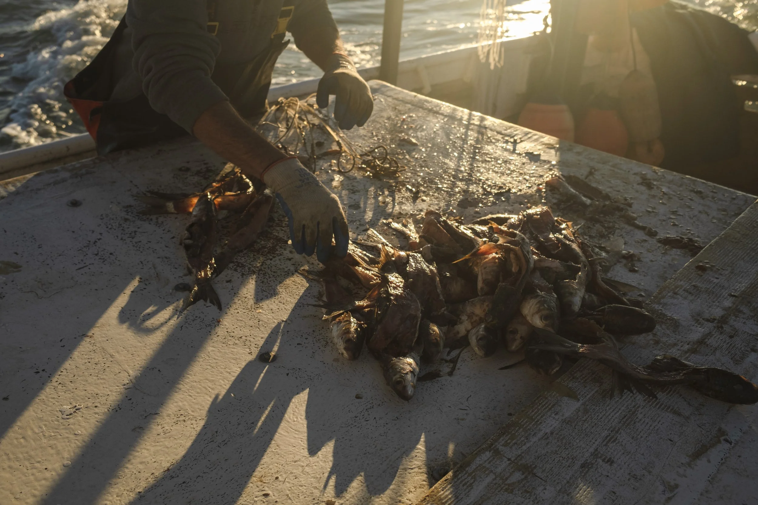 Person preparing fish on a boat during sunset, with fish laid out on a table.