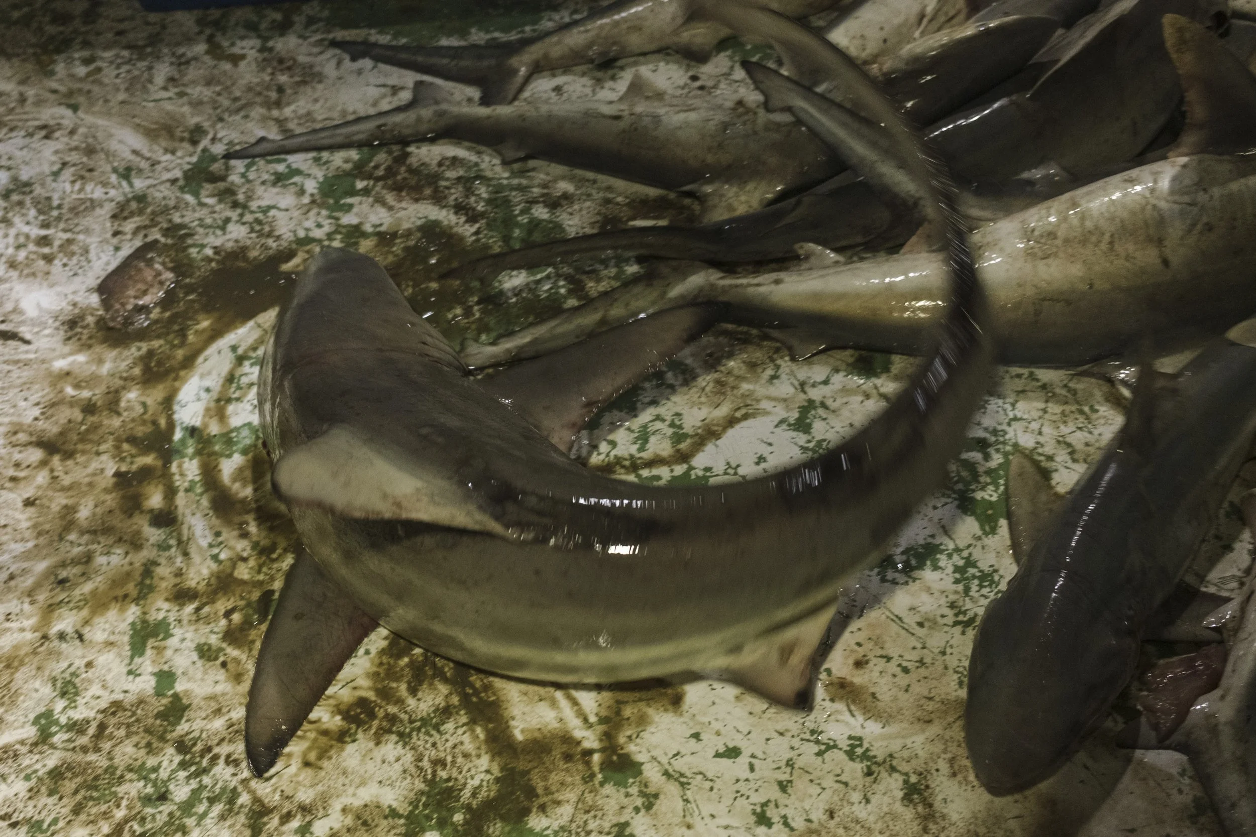 Group of captured sharks lying on a muddy ground.