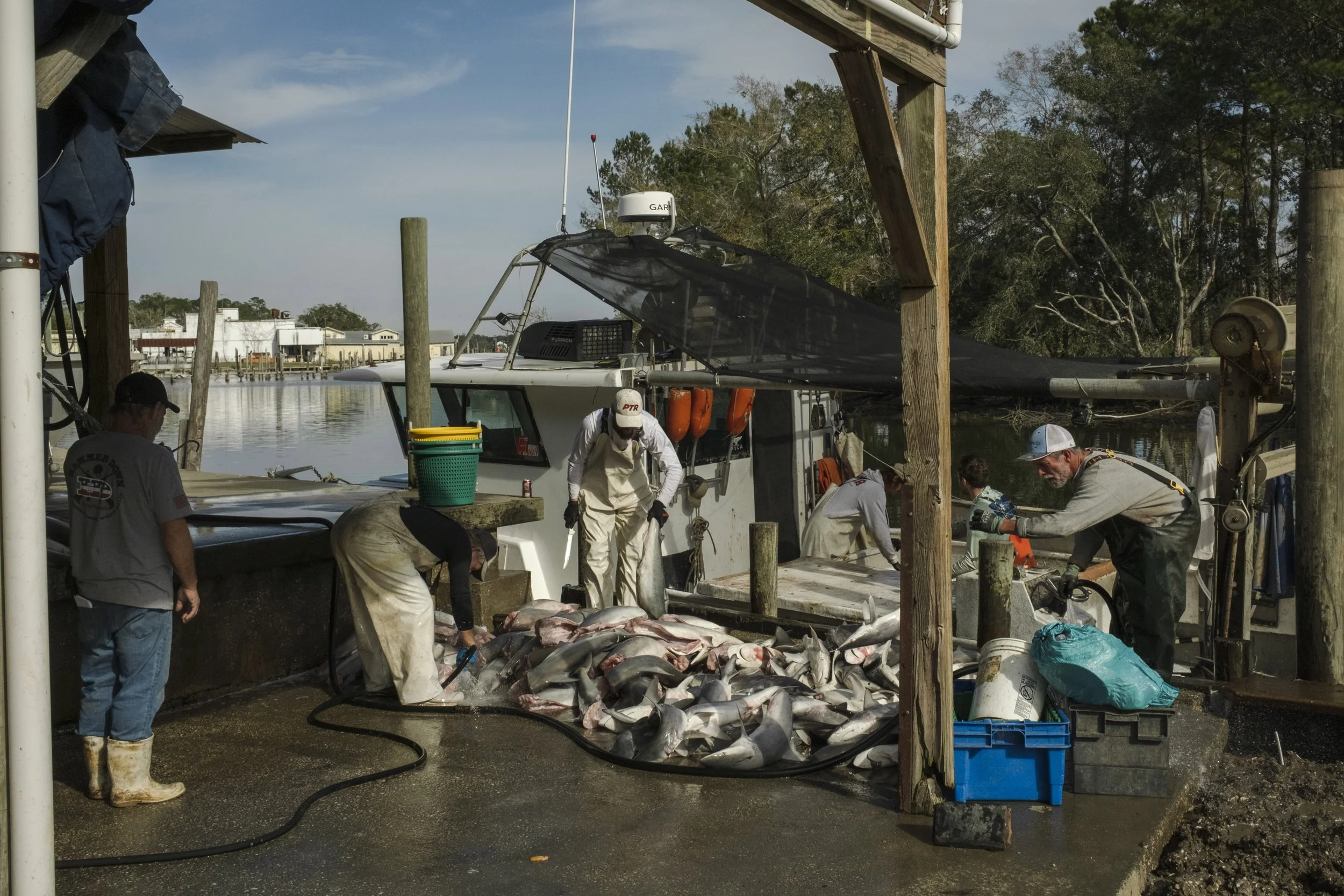 People working at a dock, preparing fish, with a boat in the background and buildings across the water.