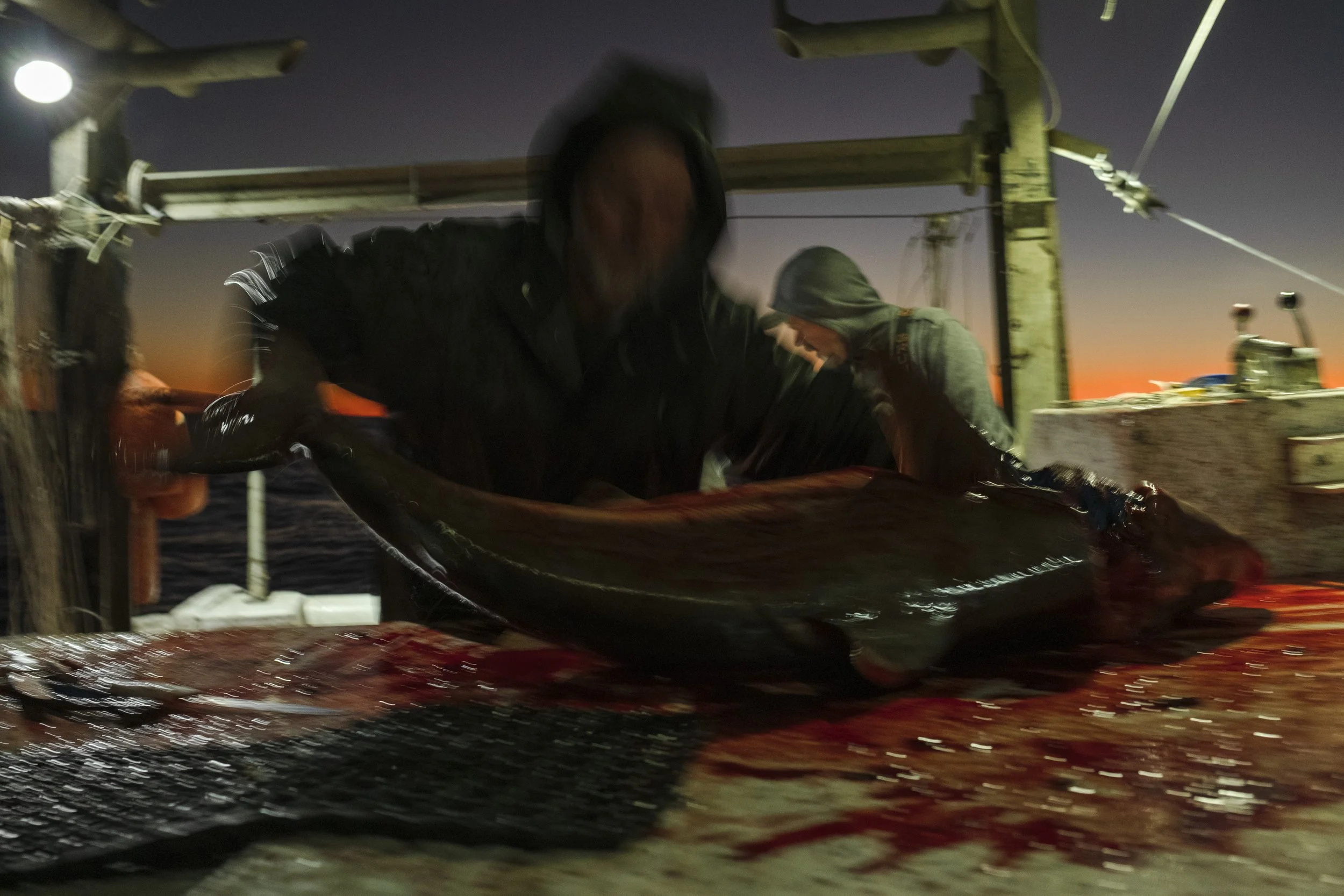 Two fishermen on a boat during sunset, handling a large fish with blood on the deck.
