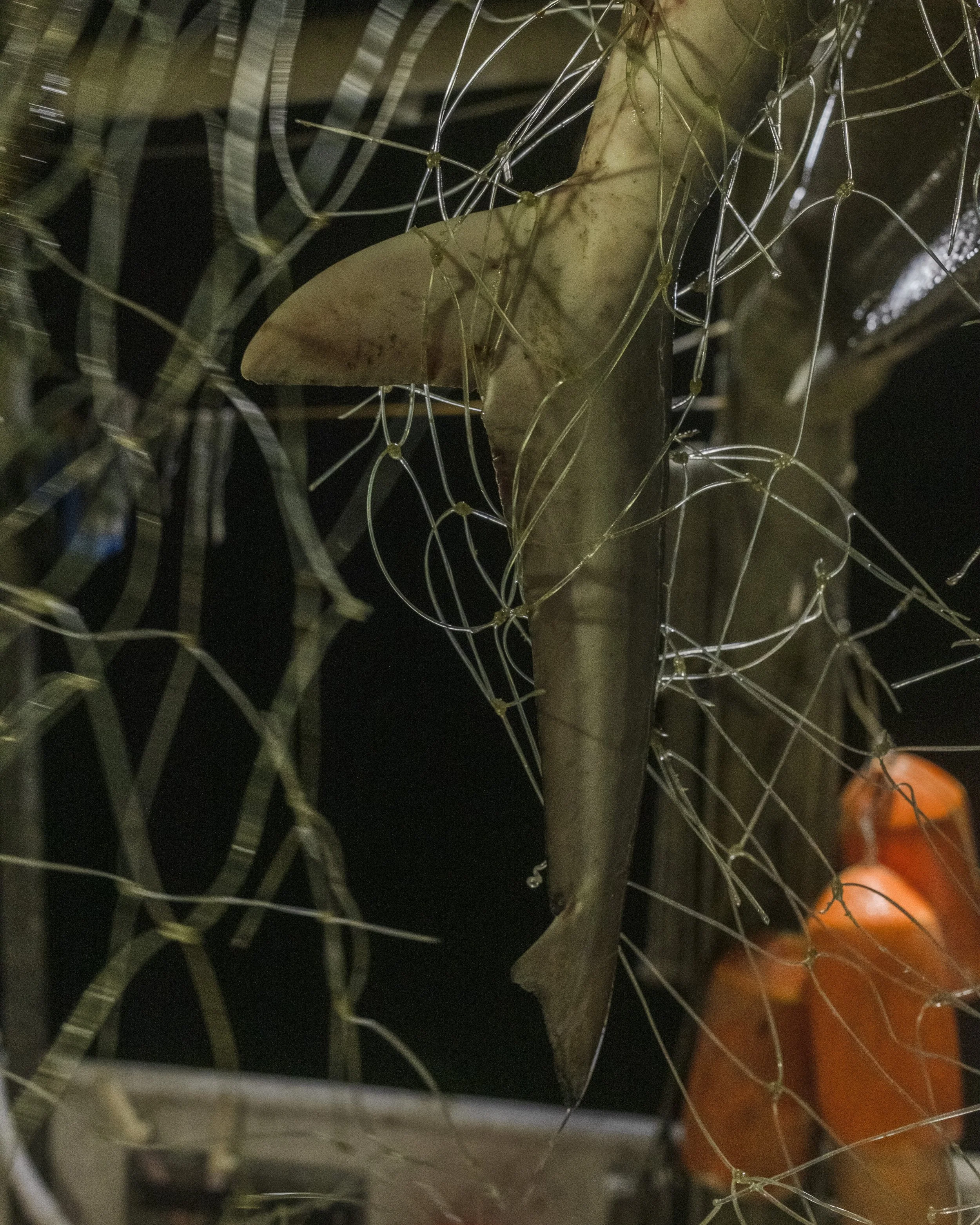 A shark fin caught in a tangled metal wire mesh, with orange traffic cones visible in the background.