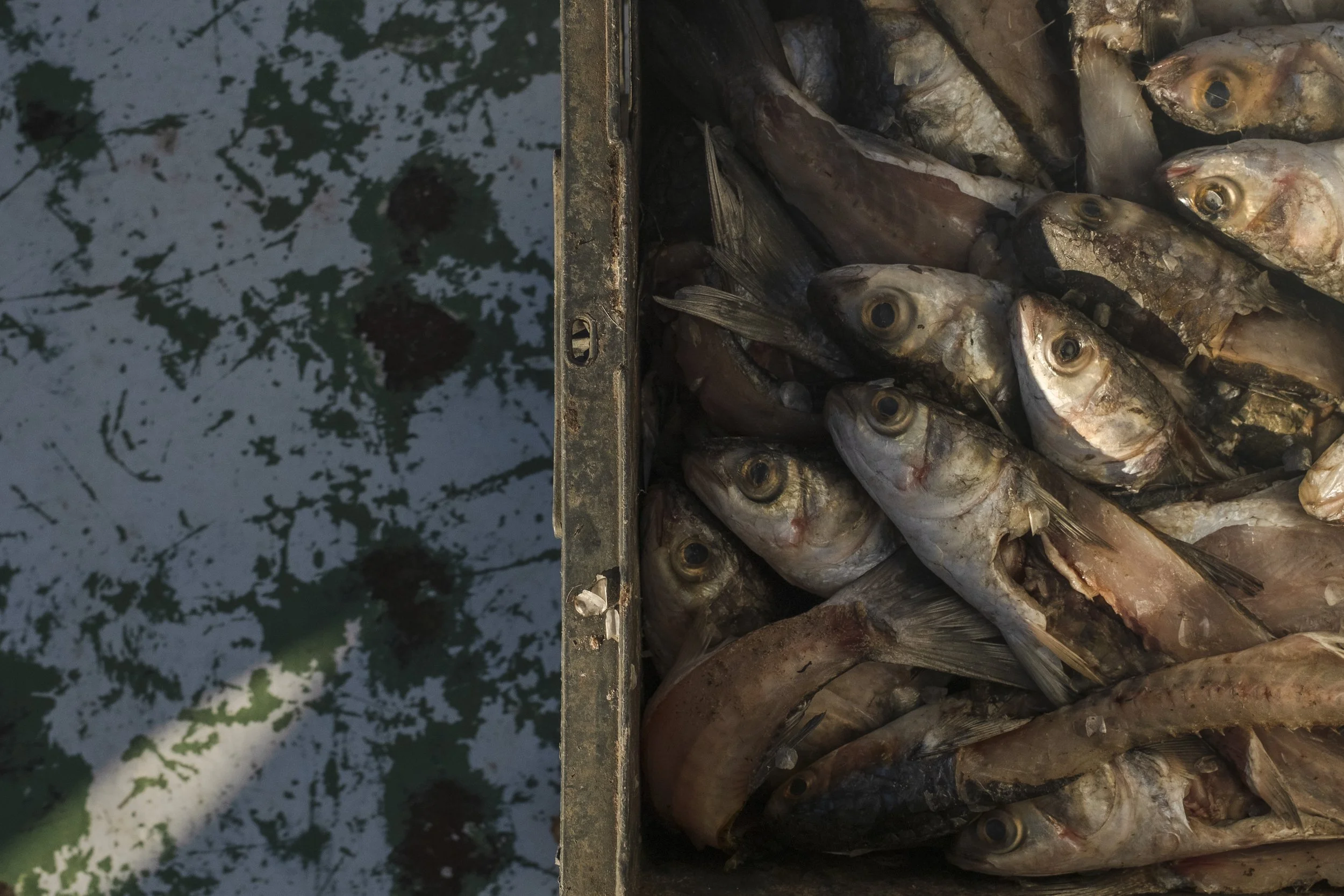 A metal container filled with freshly caught fish on a dock or boat, with water and lily pads visible in the background.