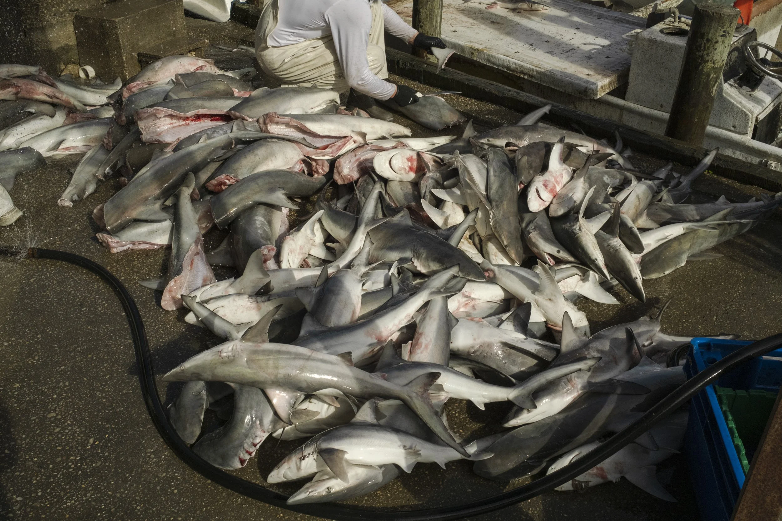 A person wearing a white shirt, gloves, and apron working with a large pile of sharks on a wet surface, possibly at a fishing dock or processing area.