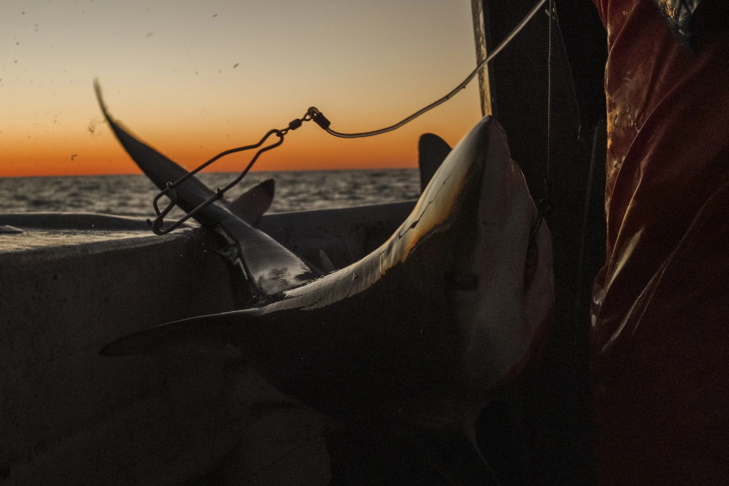 A shark caught on a fishing hook, lying on the boat as the sun sets over the ocean in the background.