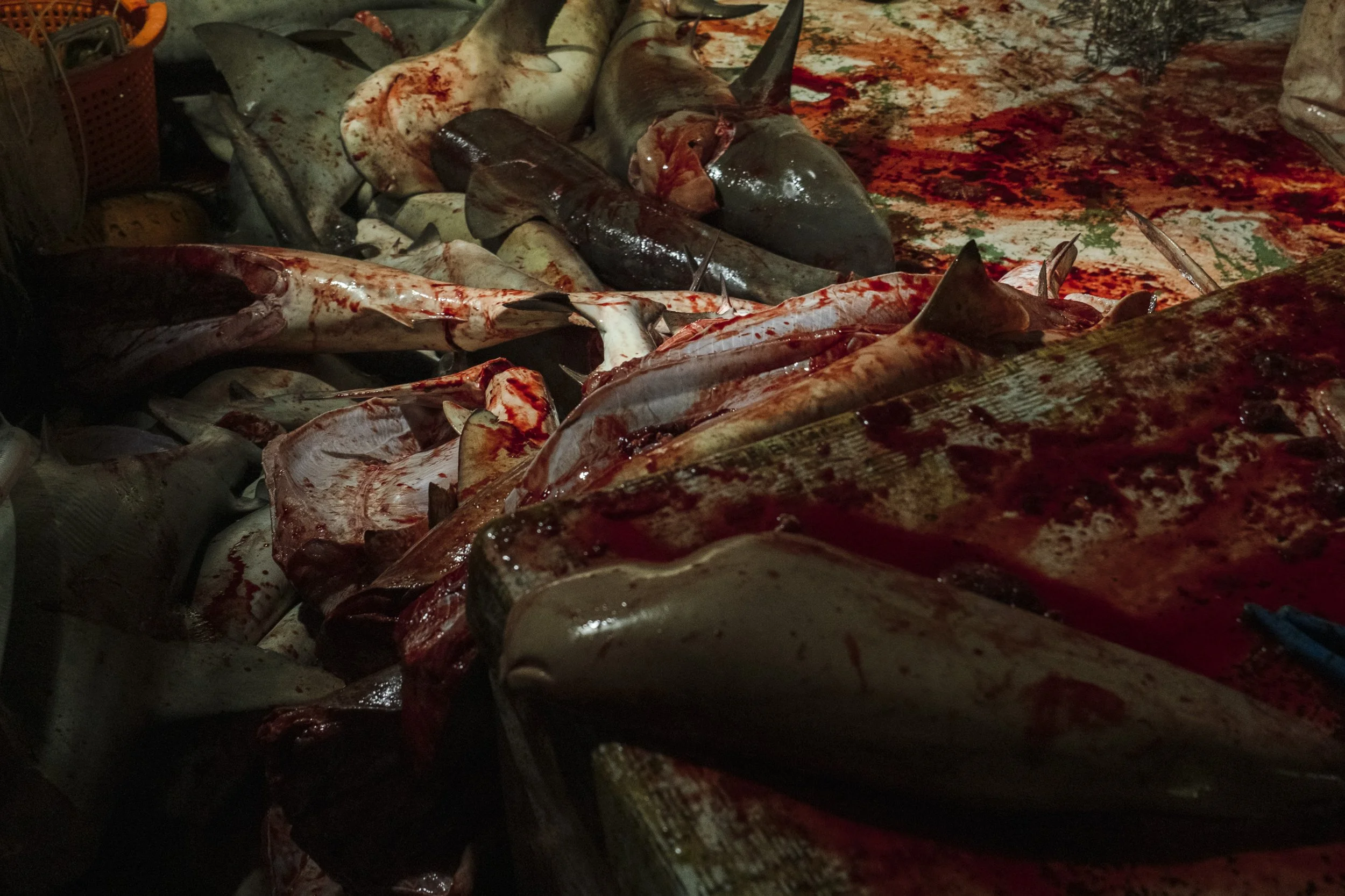 A large pile of dead sharks and fish covered in blood and arranged on a surface, with blood splatters visible around them.