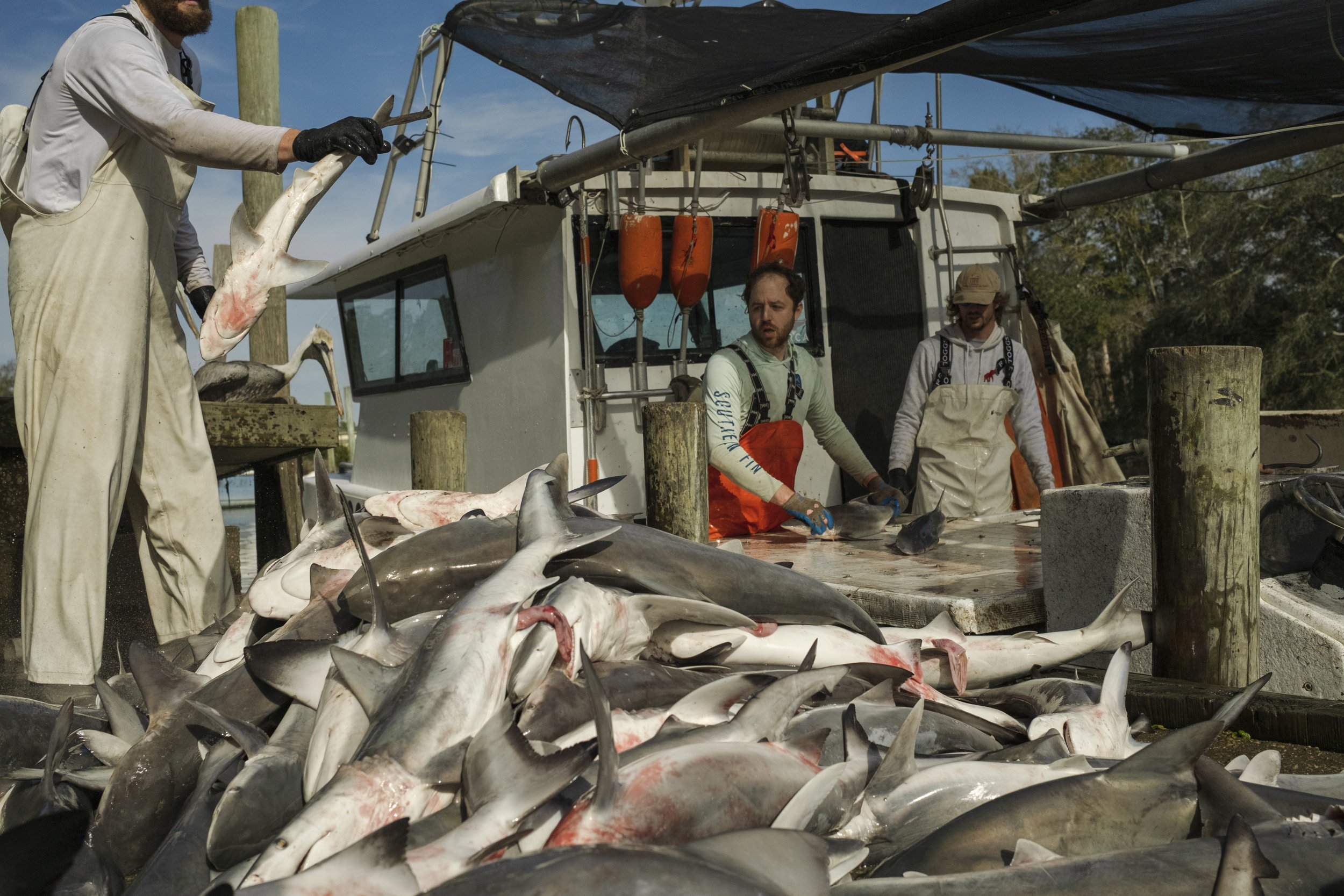 Two fishermen and a worker on a boat with a large pile of sharks and fish, preparing them for processing.