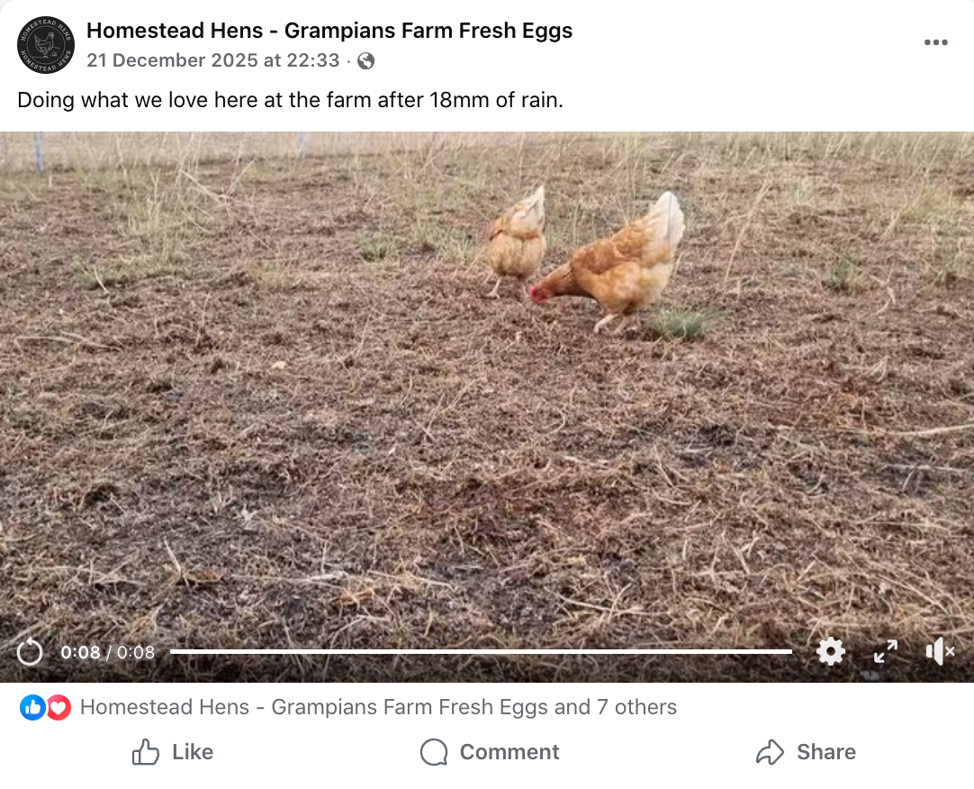 Two chickens pecking at the ground in a dry, grassy field after 18mm of rain