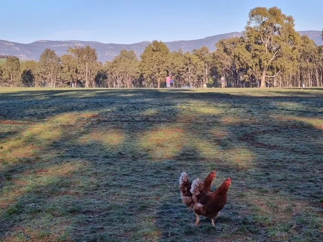 A chicken walking on a grassy field with trees and mountains in the background.