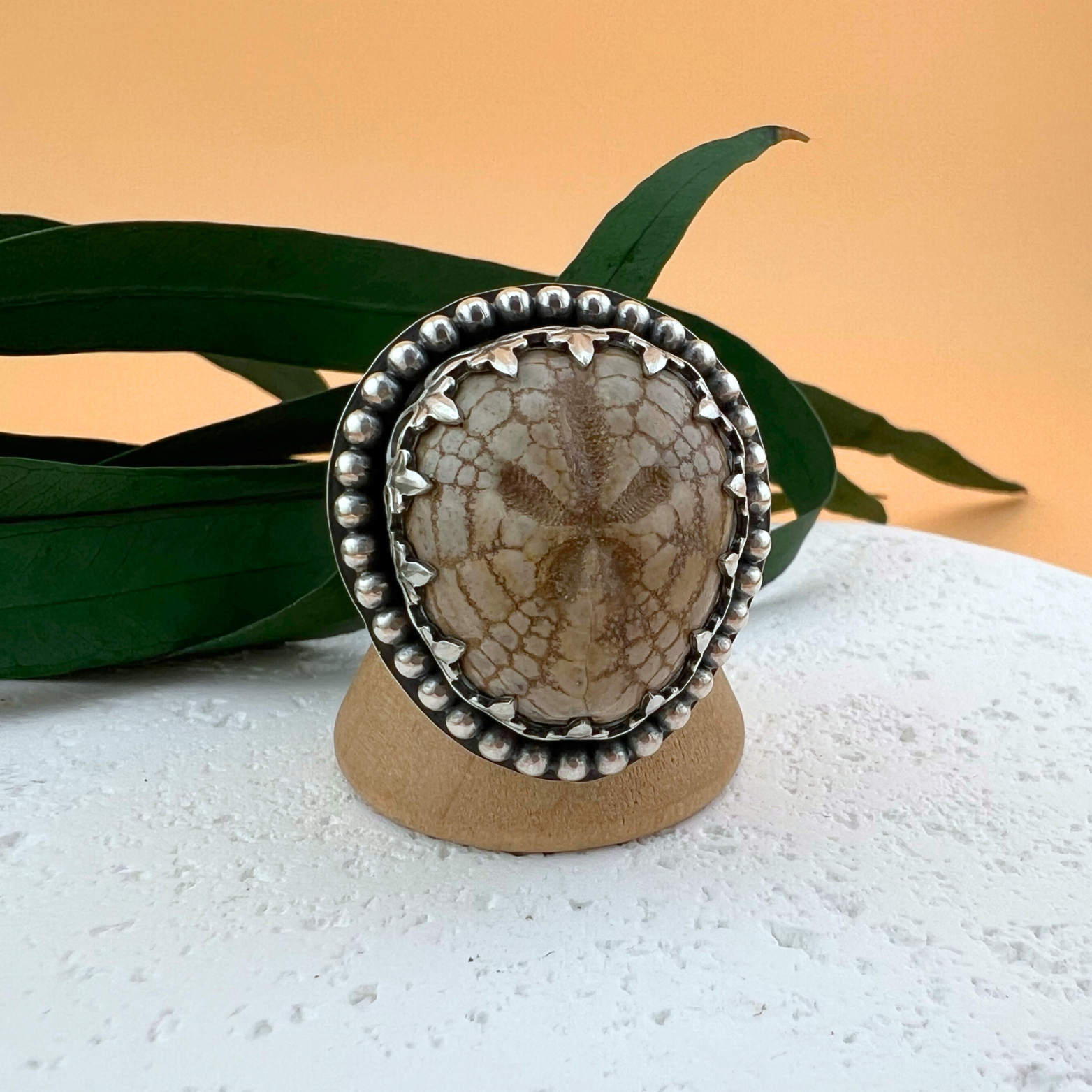 Fossilized sea urchin ring set in sterling silver, displayed on a white stone surface with green foliage in the background.