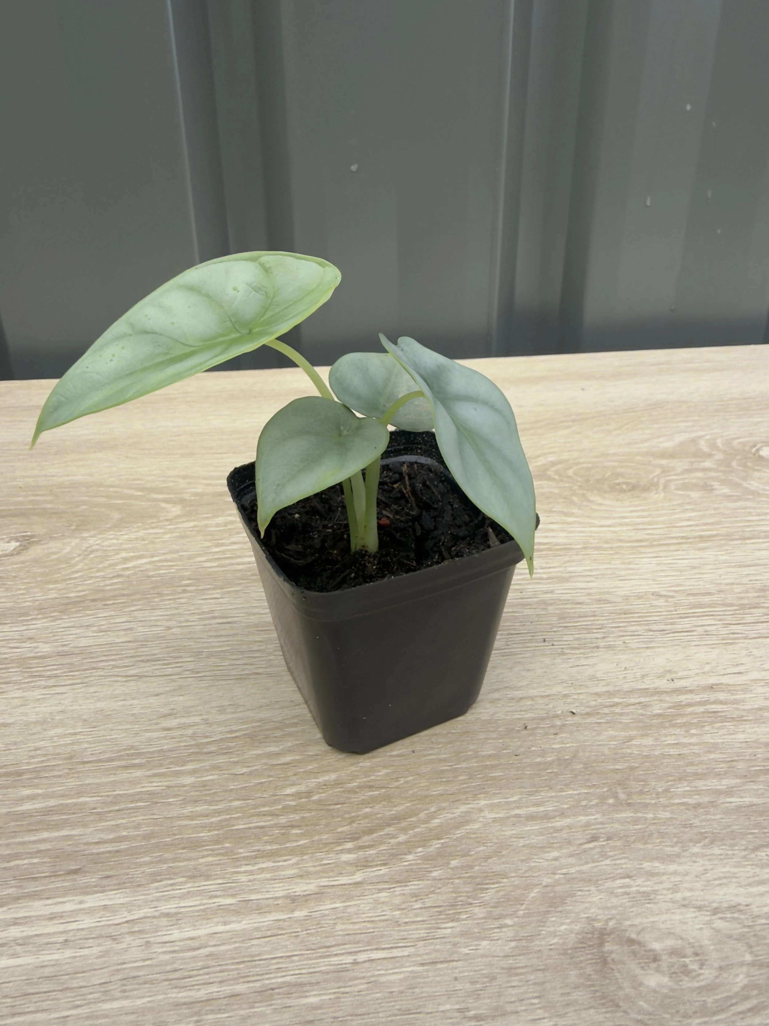 Alocasia Silver Dragon