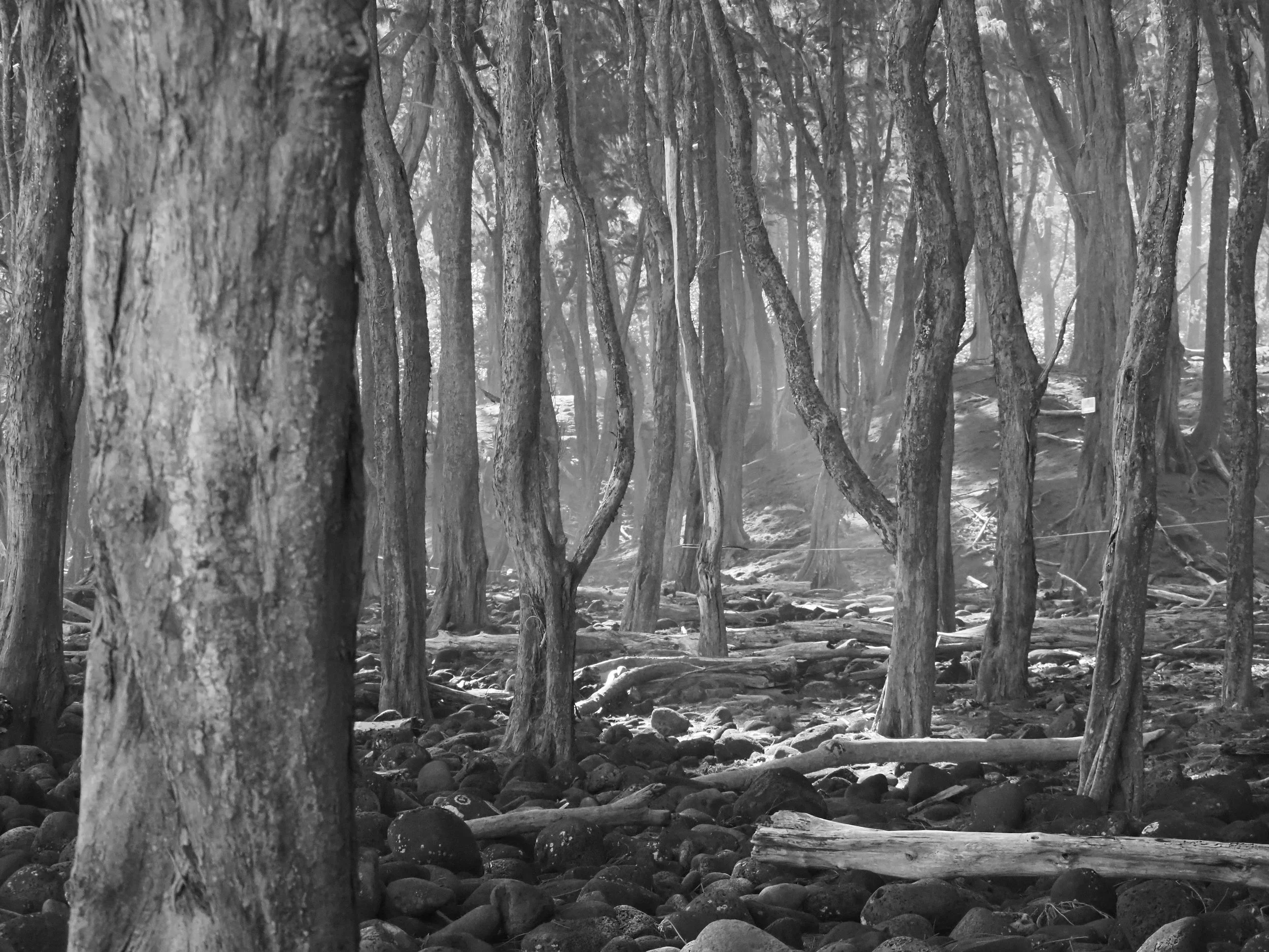 Trees on beach in Hawaii black and white