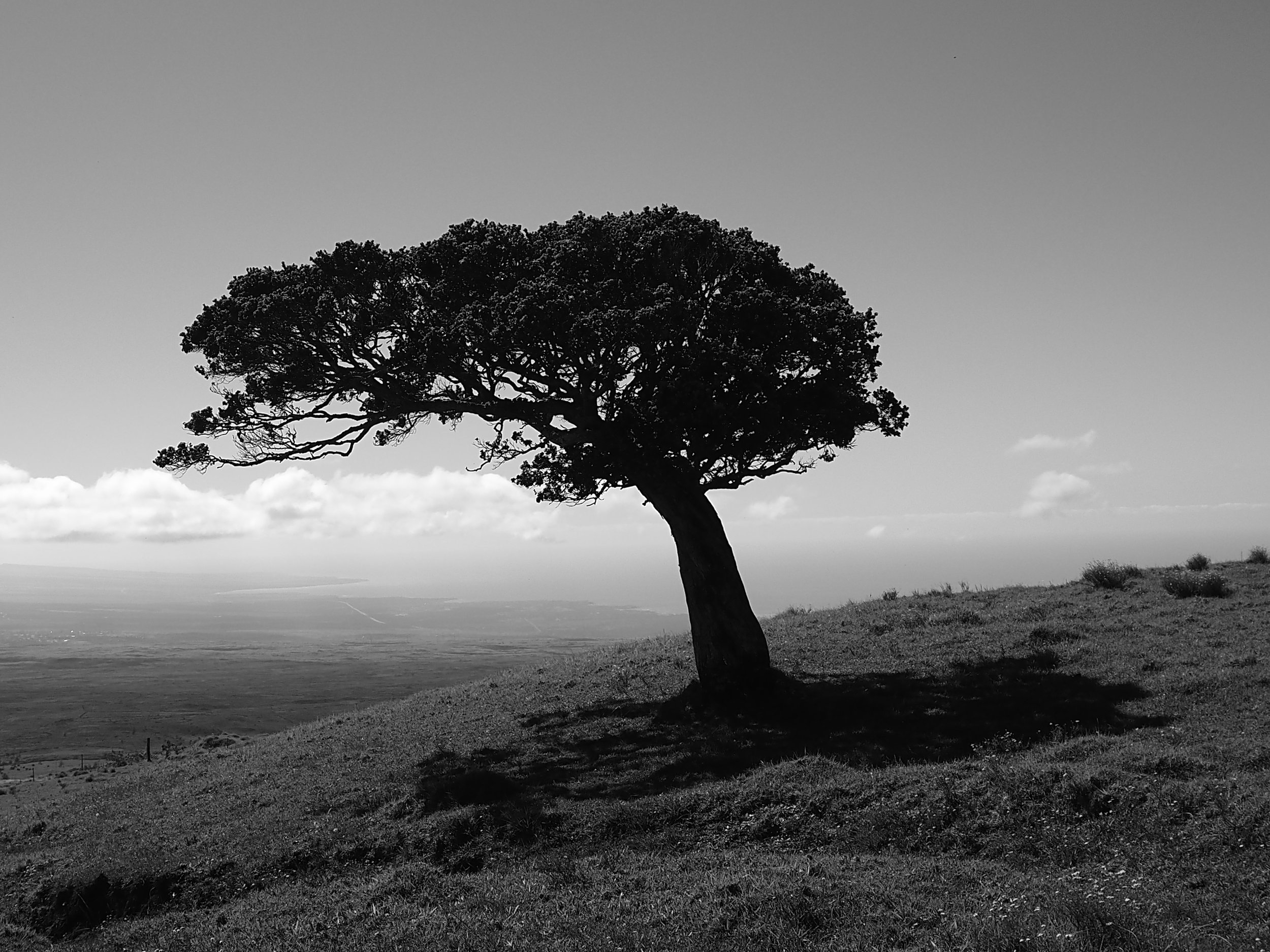 windblown tree in Hawaii black and white