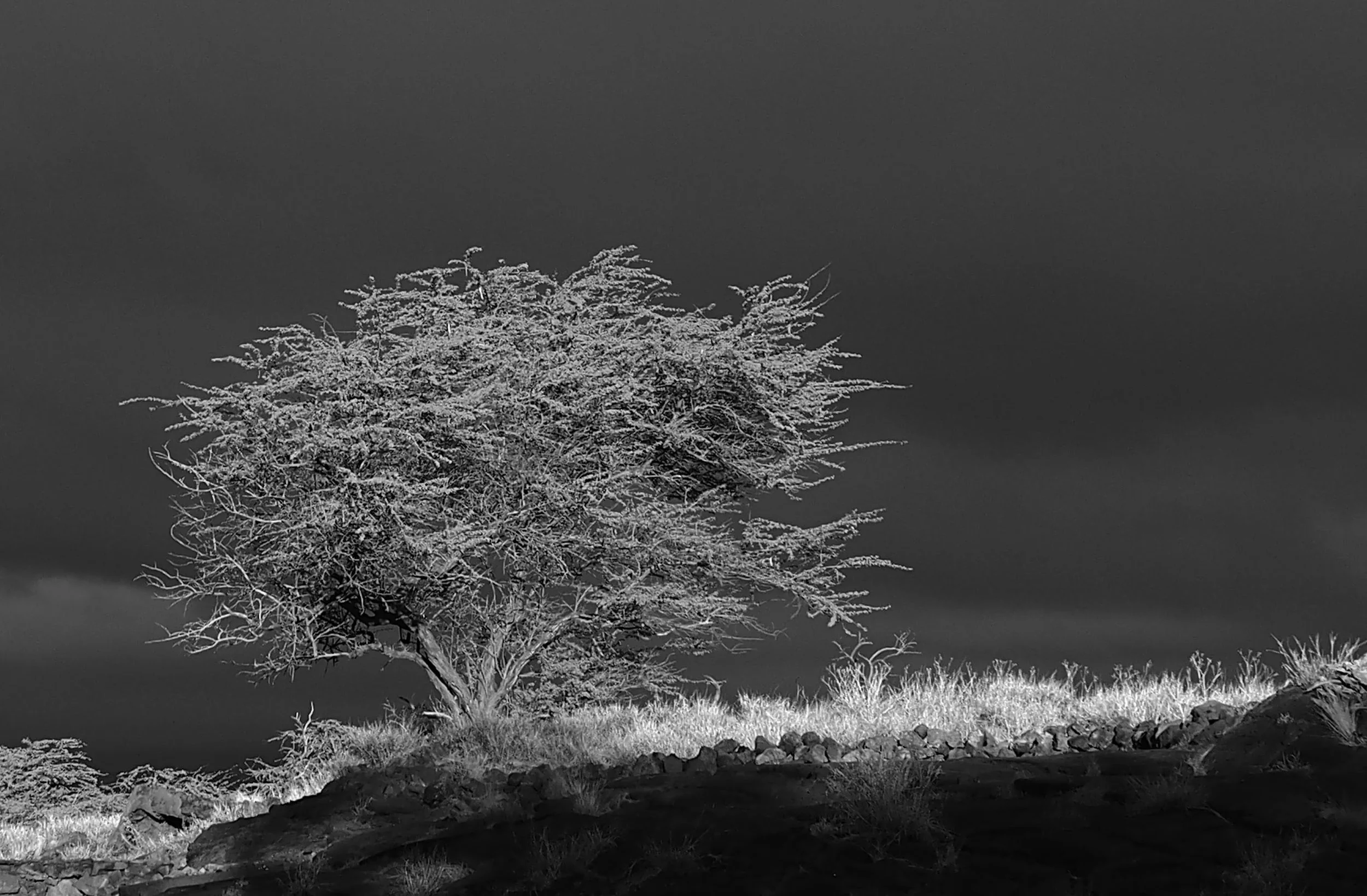 tree in hawaii black and white