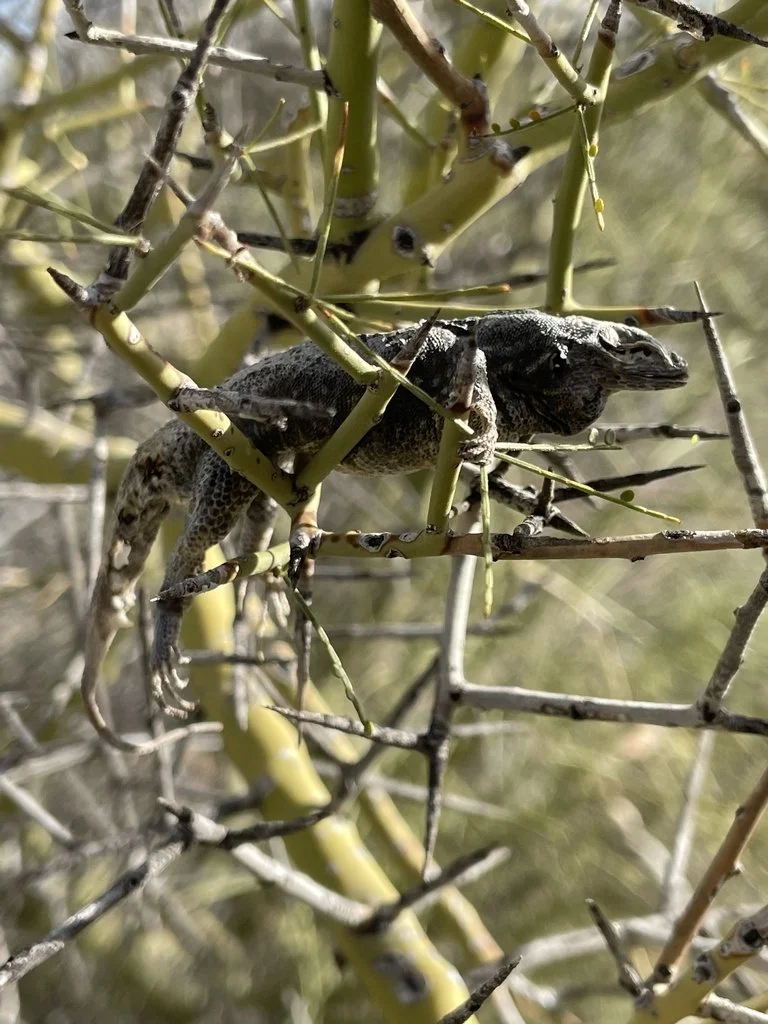 Loggerhead shrike cache (AZ)