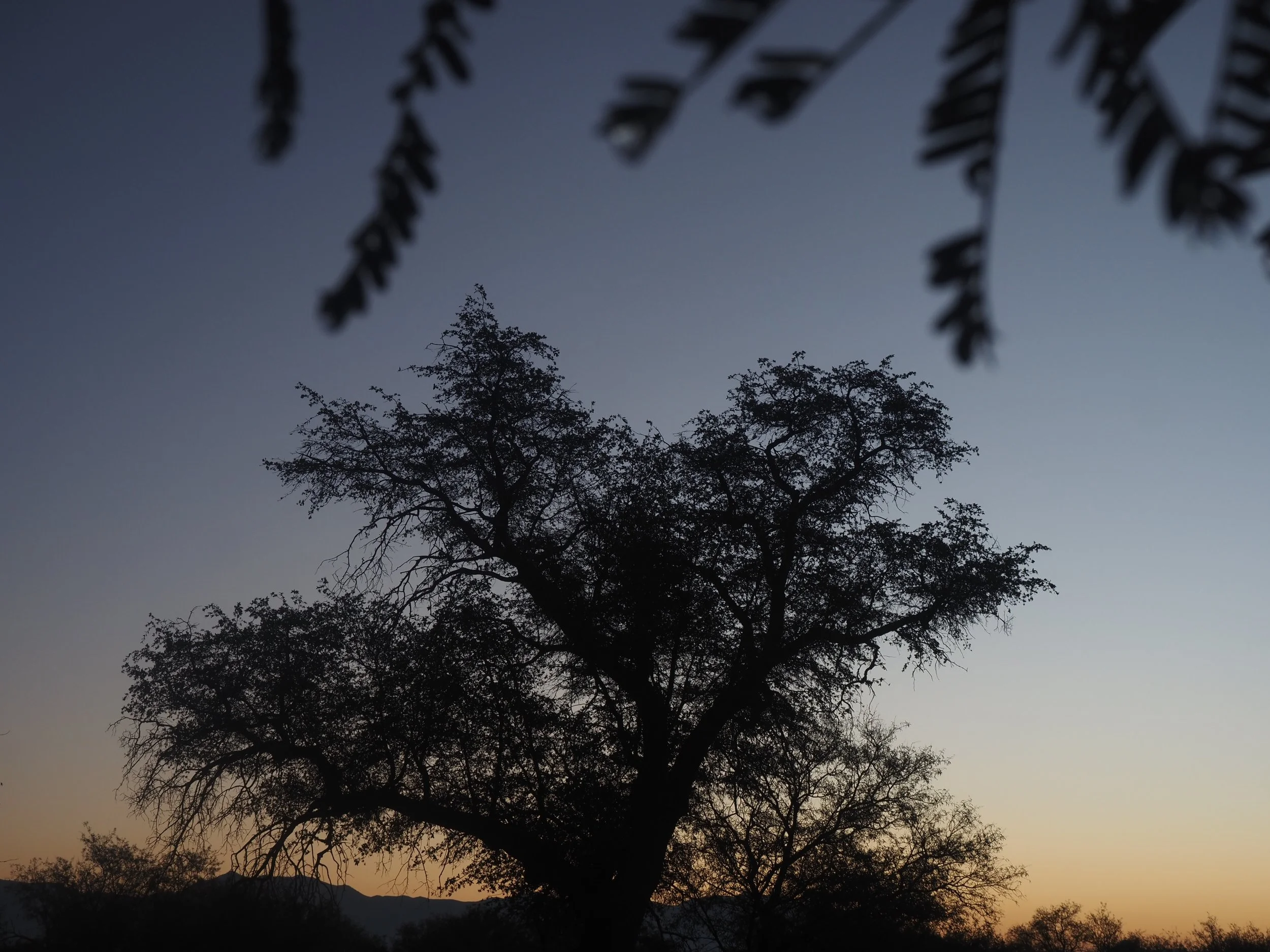 Mesquite tree at sunrise in the sky islands of Arizona
