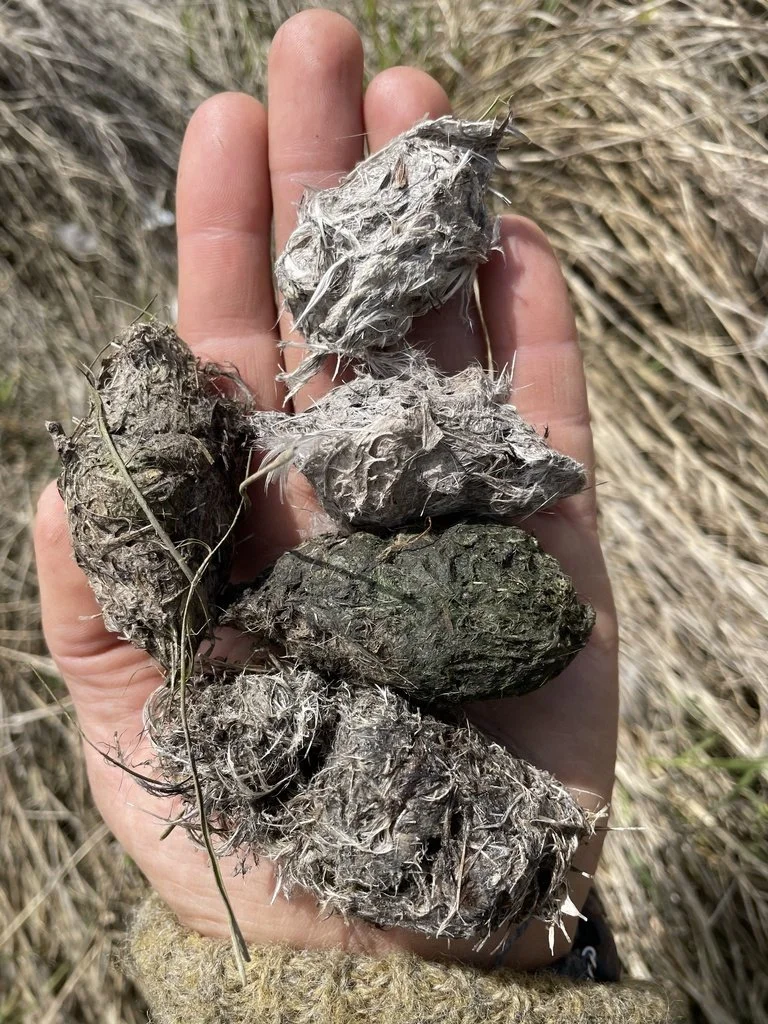 Bald eagle pellets (WA)