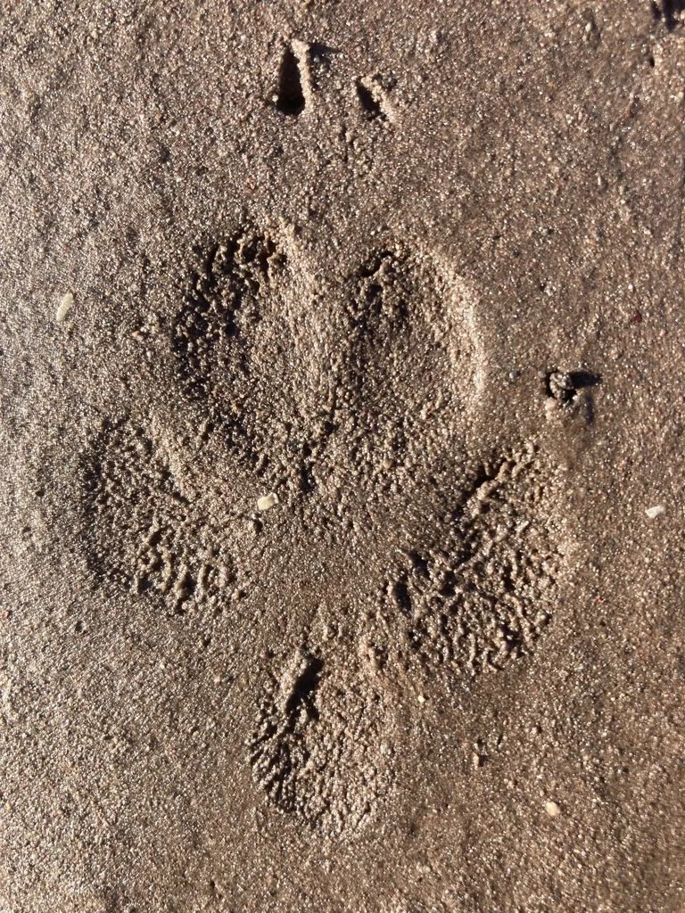 coyote track