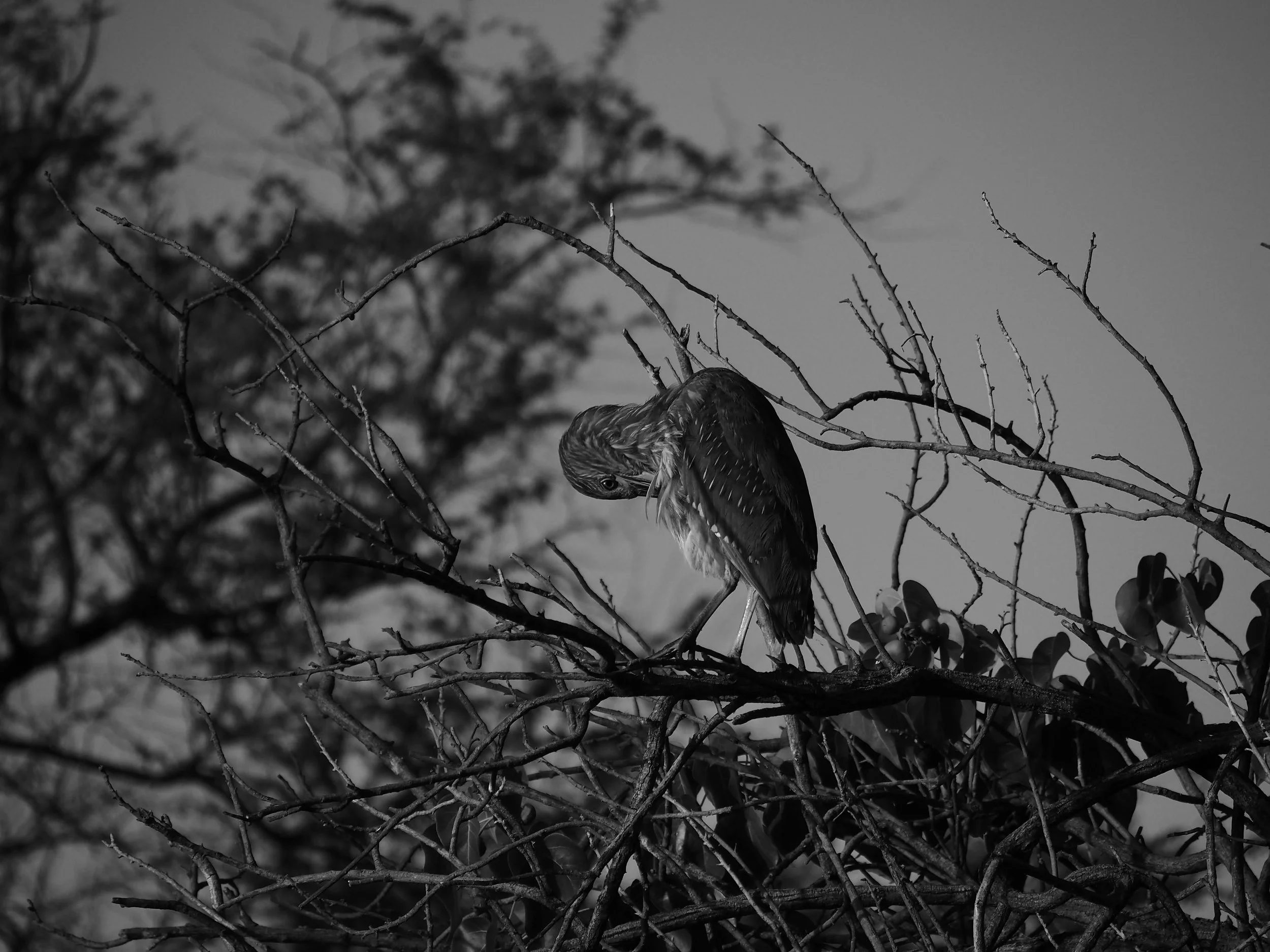 bird preening in tree in Hawaii black and white