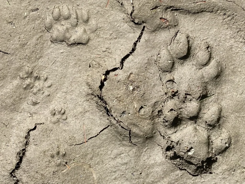 Bobcat and lion (WA)