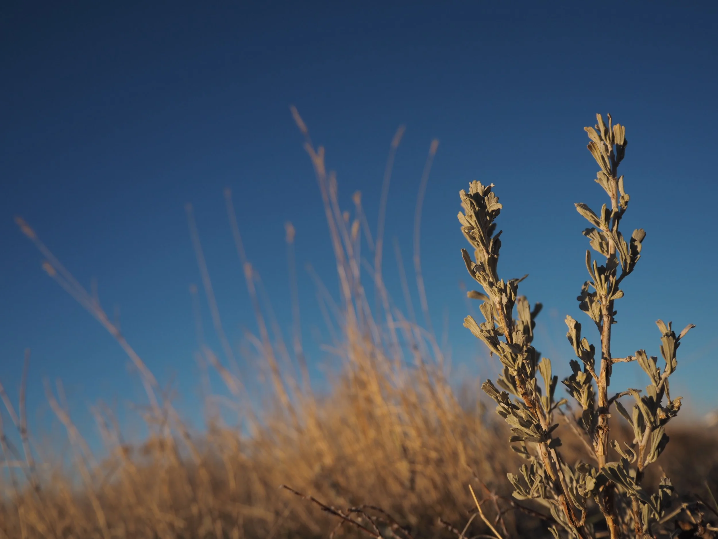 Big Sagebrush (MT)