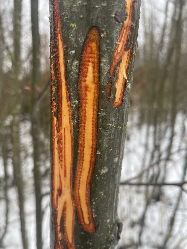 Who Cares About Cambium?