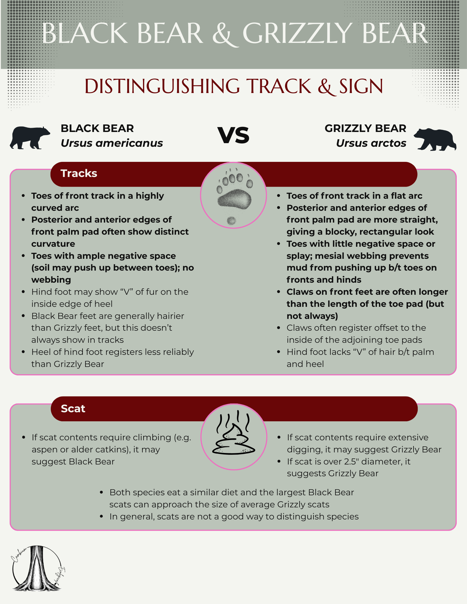 Black Bear vs Grizzly Bear Handout