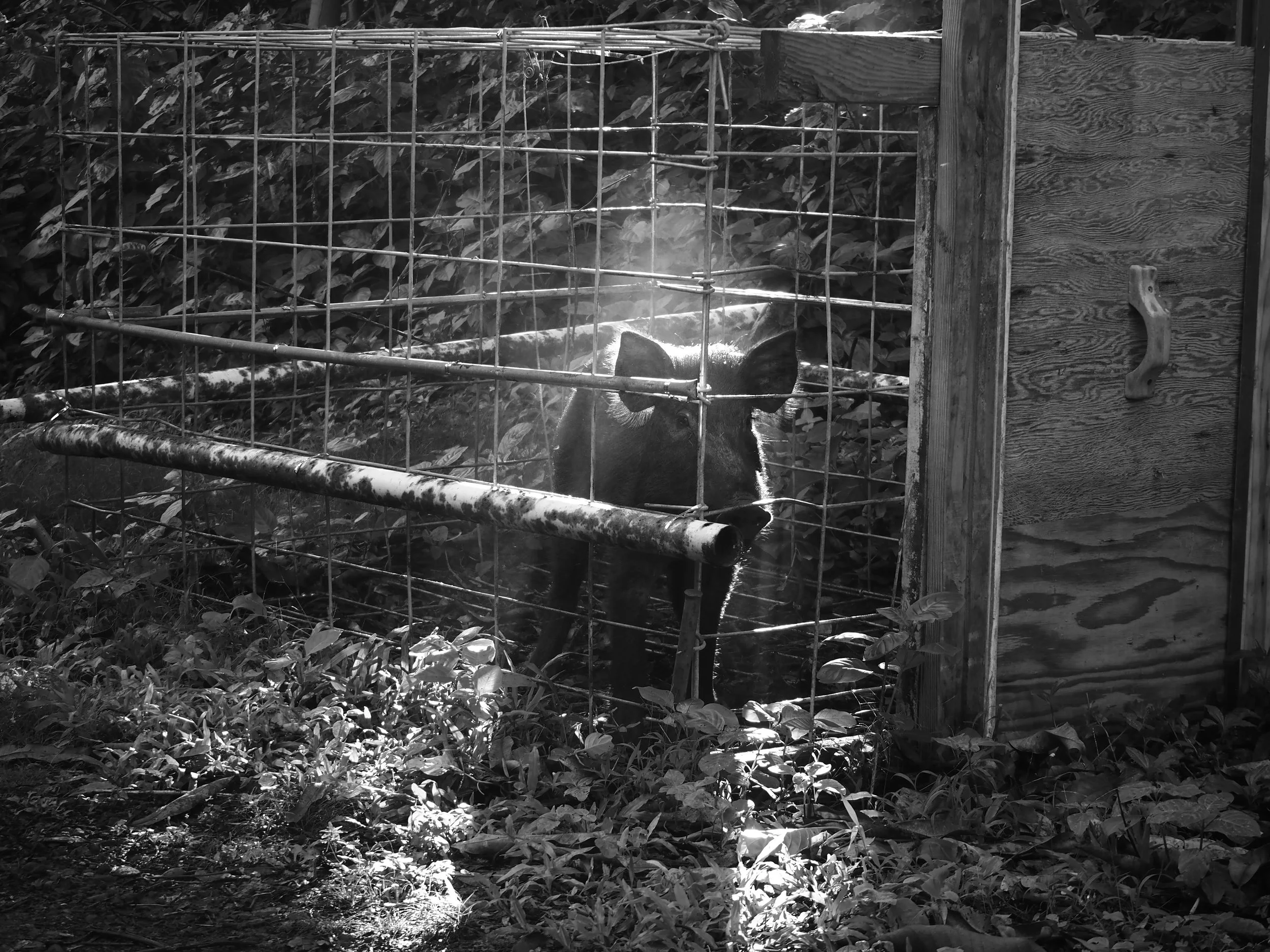 wild pig in trap in Hawaii black and white