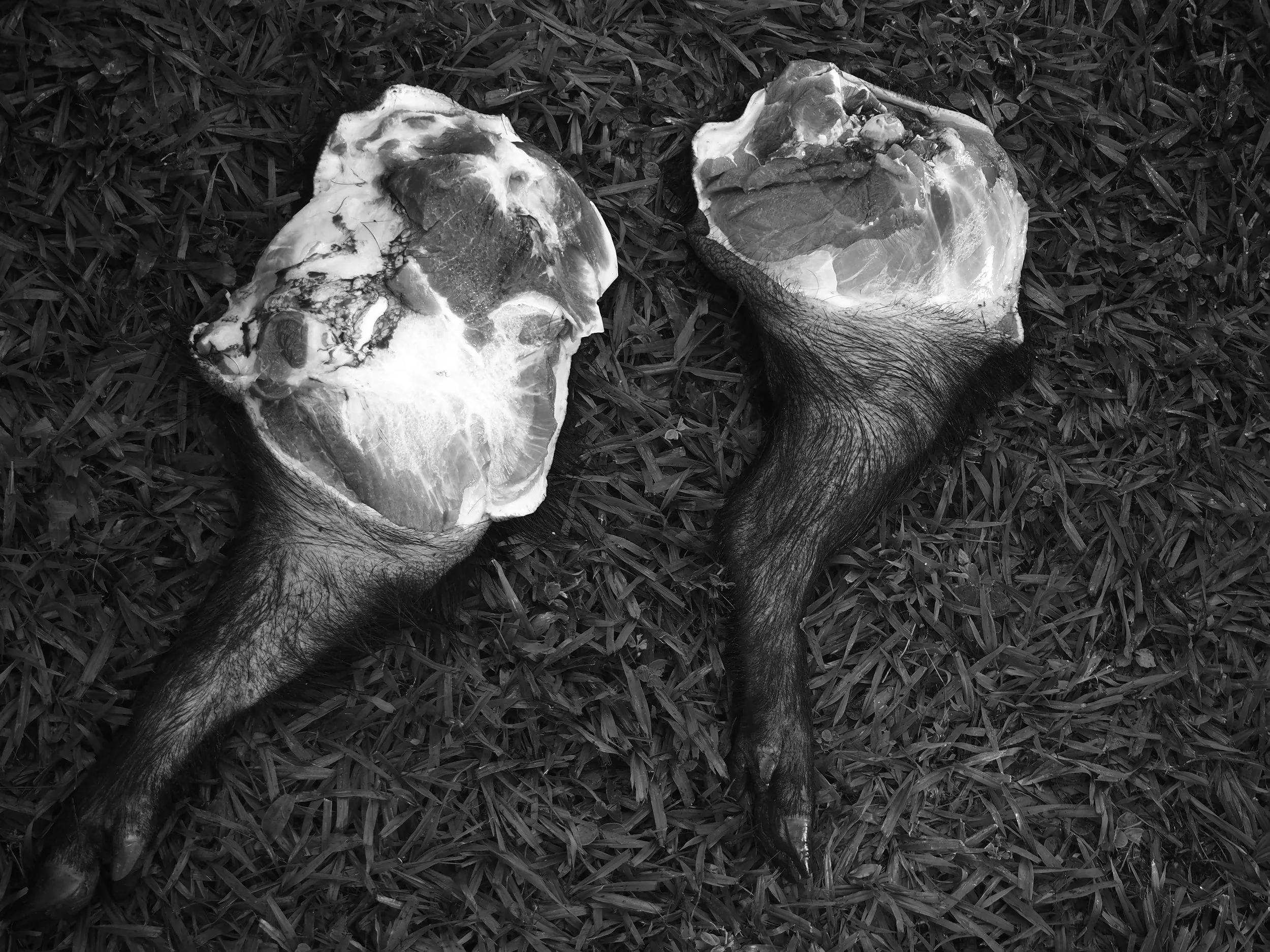 hindquarters of wild pig